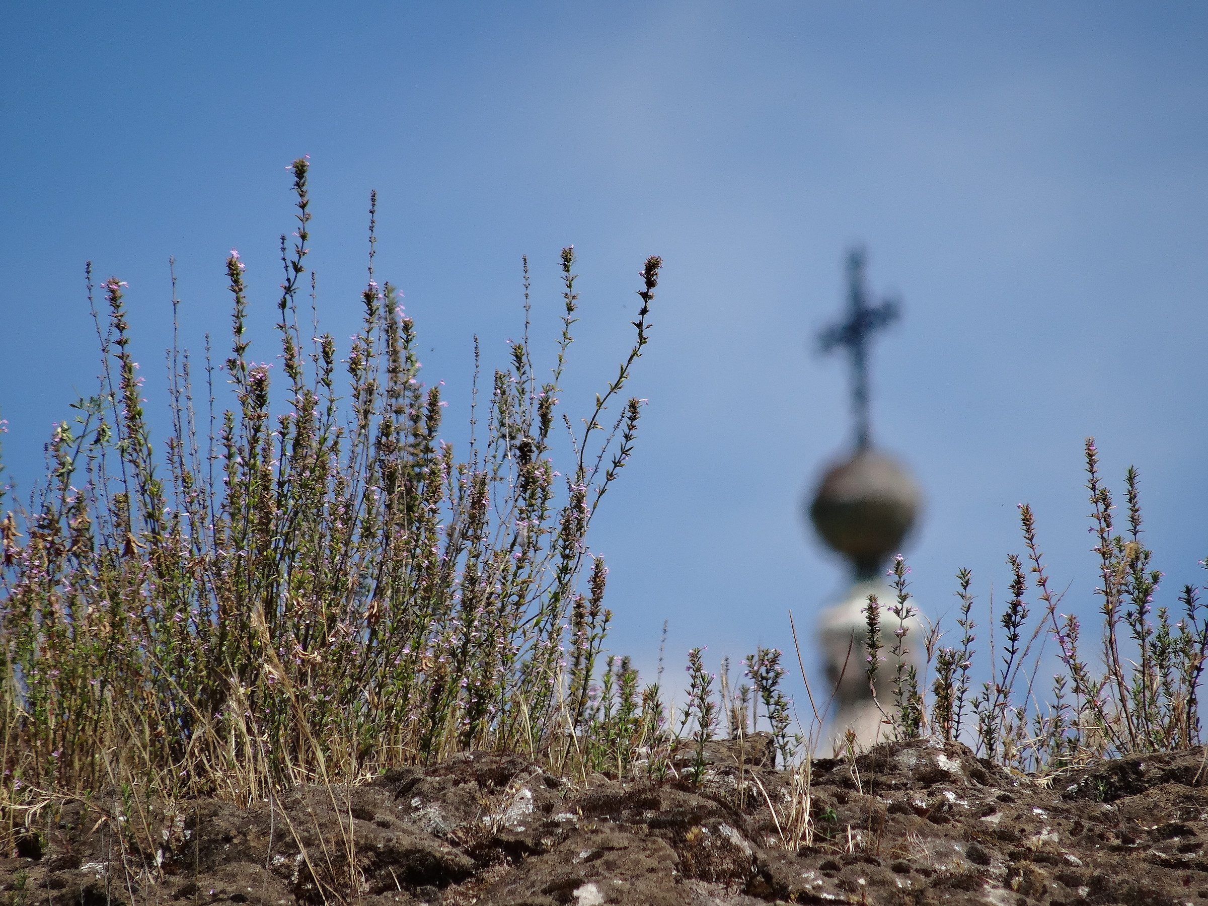 Erbacce al Foro Romano