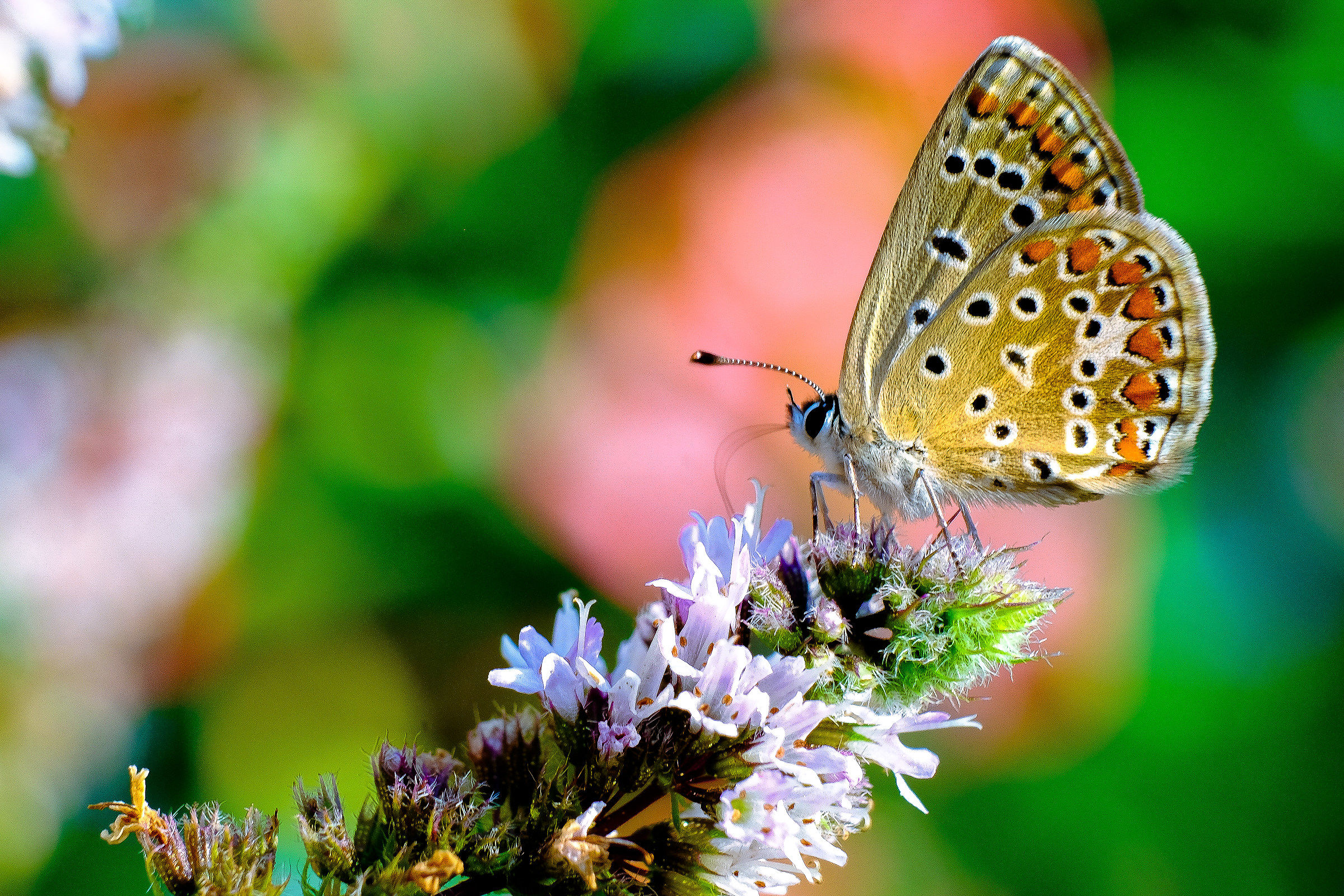 Polyommatus icarus