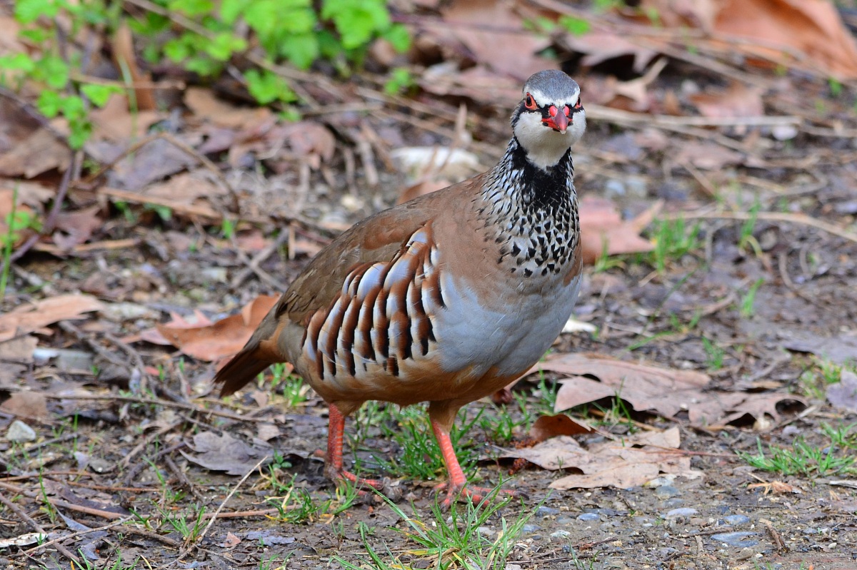 Red-legged partridge