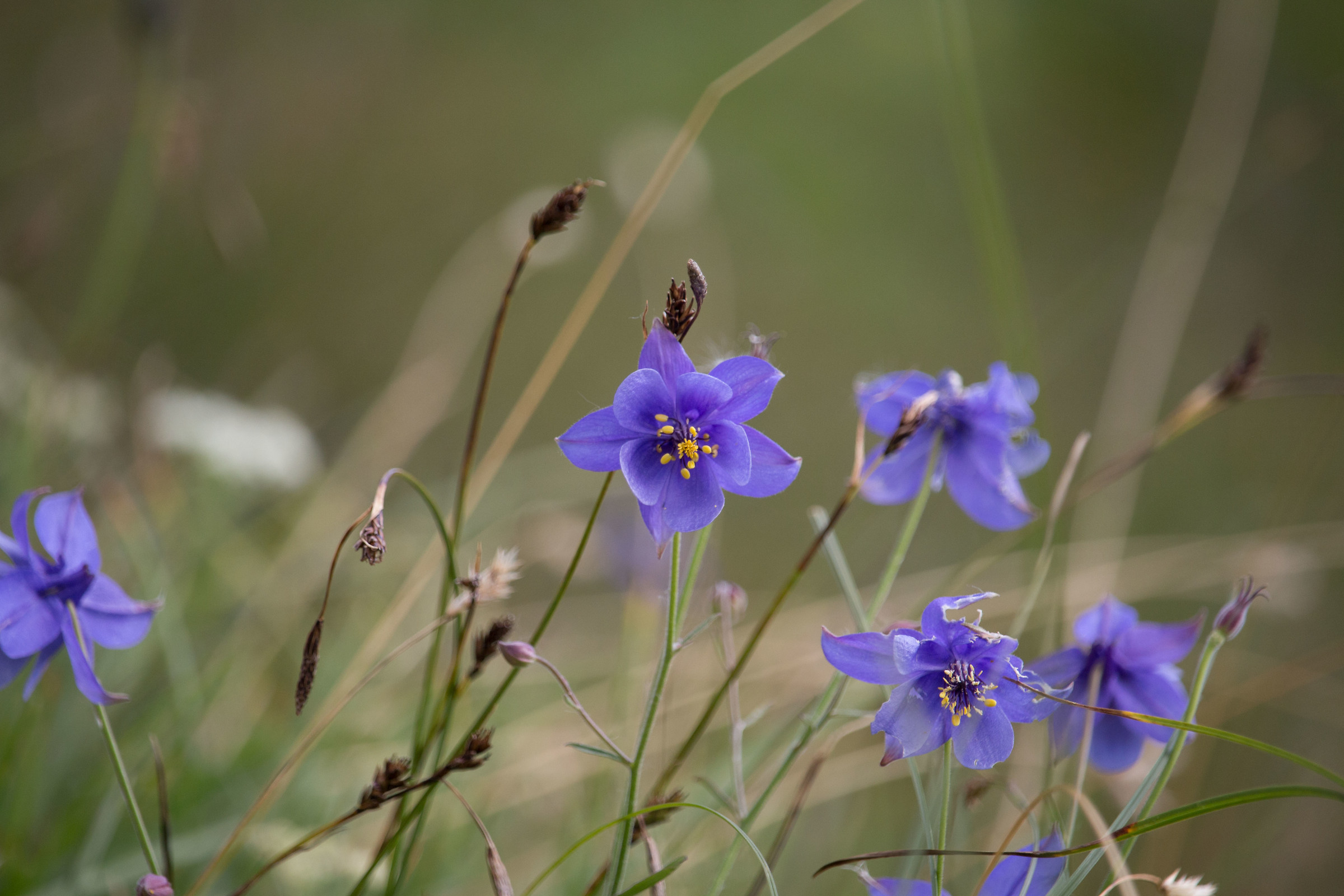 A lè already here =)