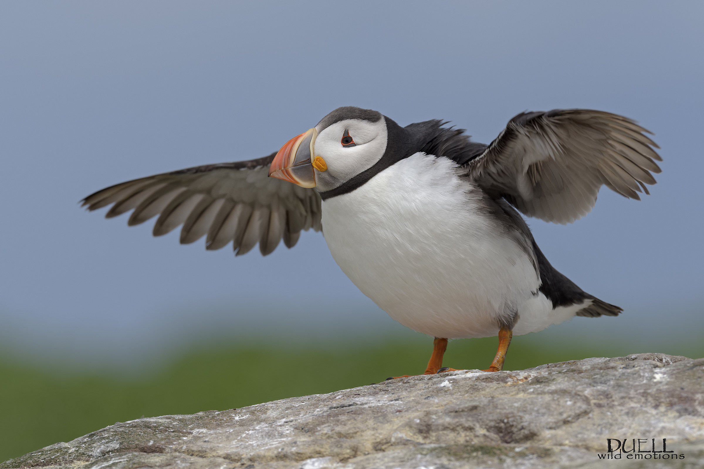 totem-puffin