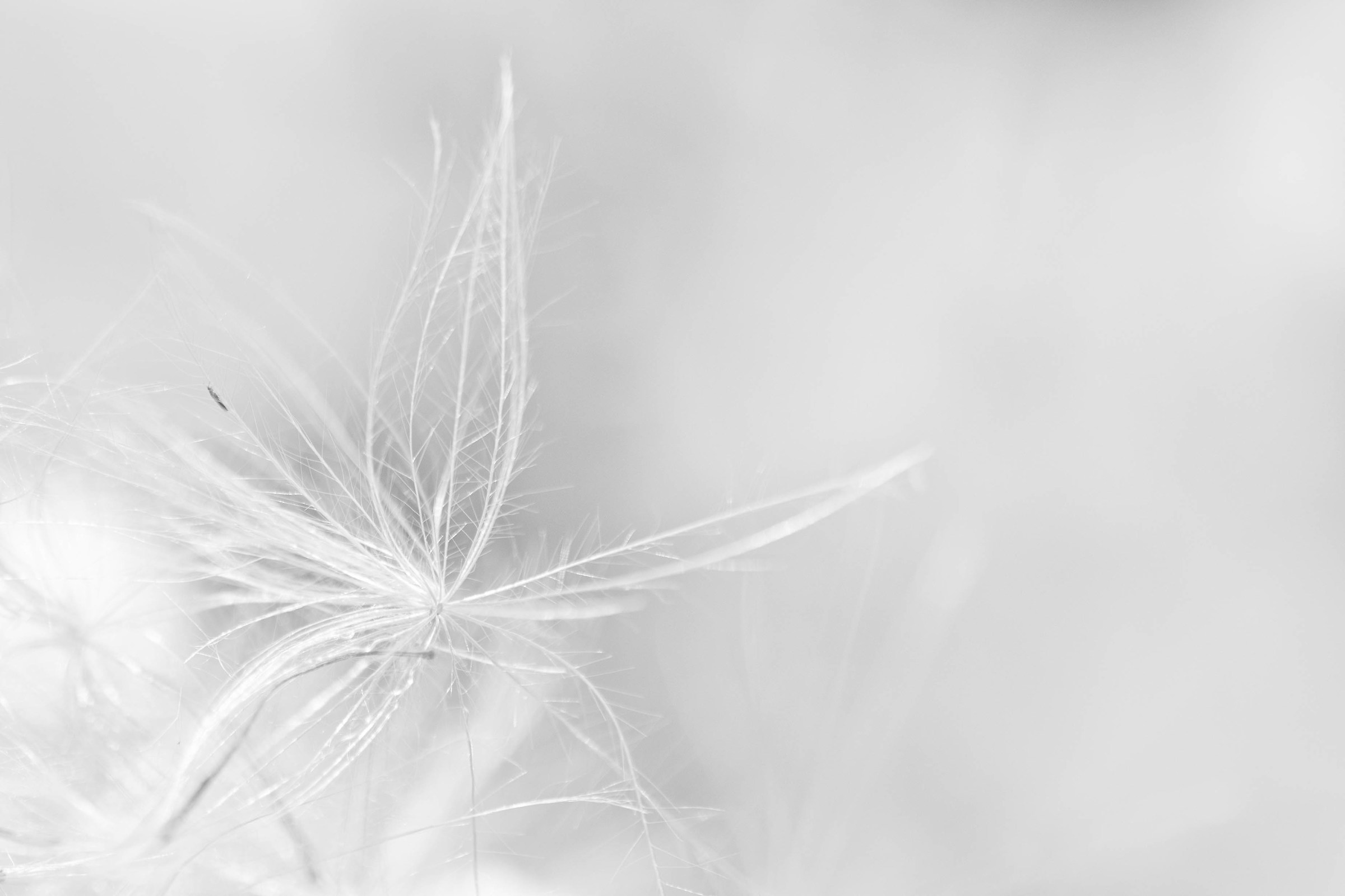 Il più delicato delle Stelle