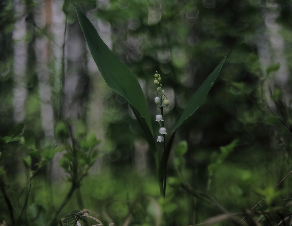 Memorie di primavera.