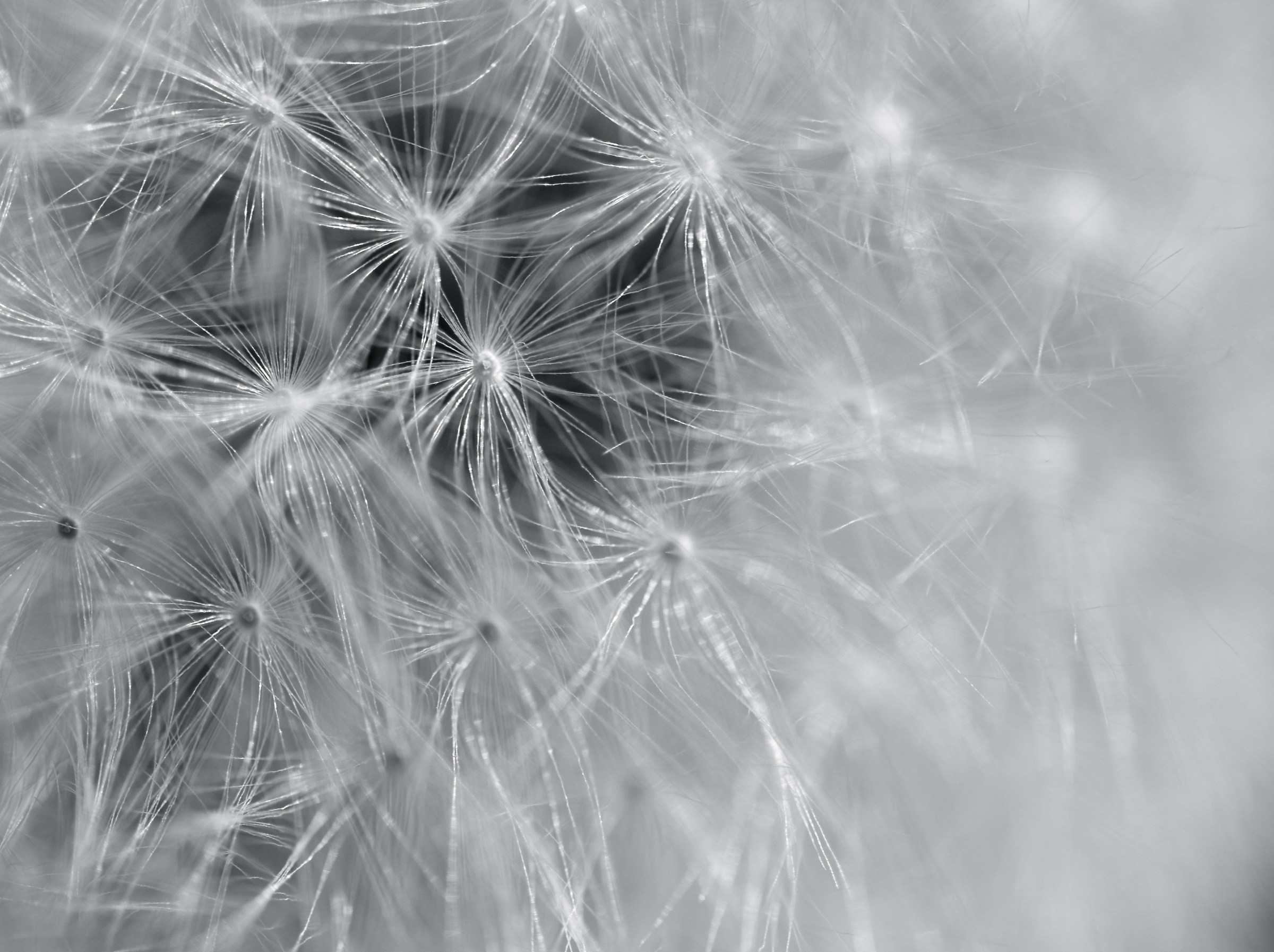 Dandelion