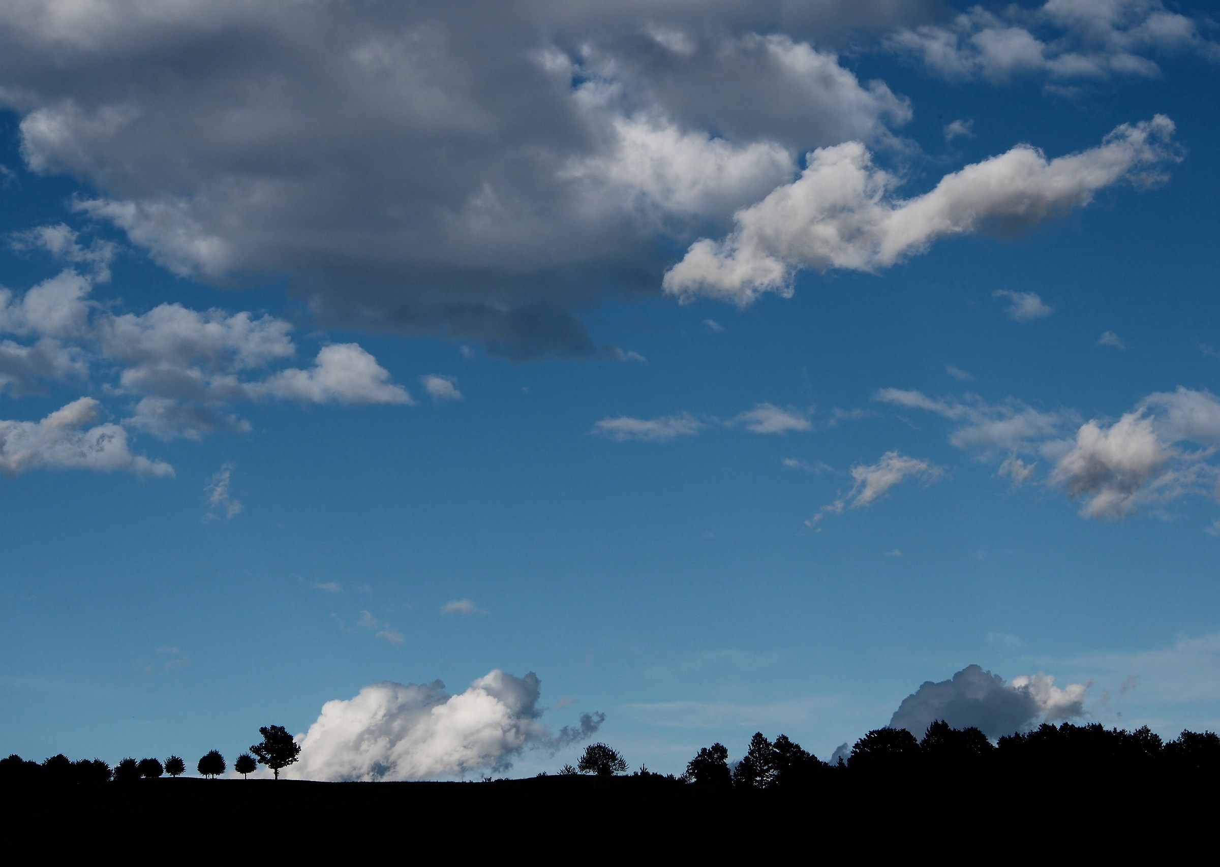 Those little trees at the bottom