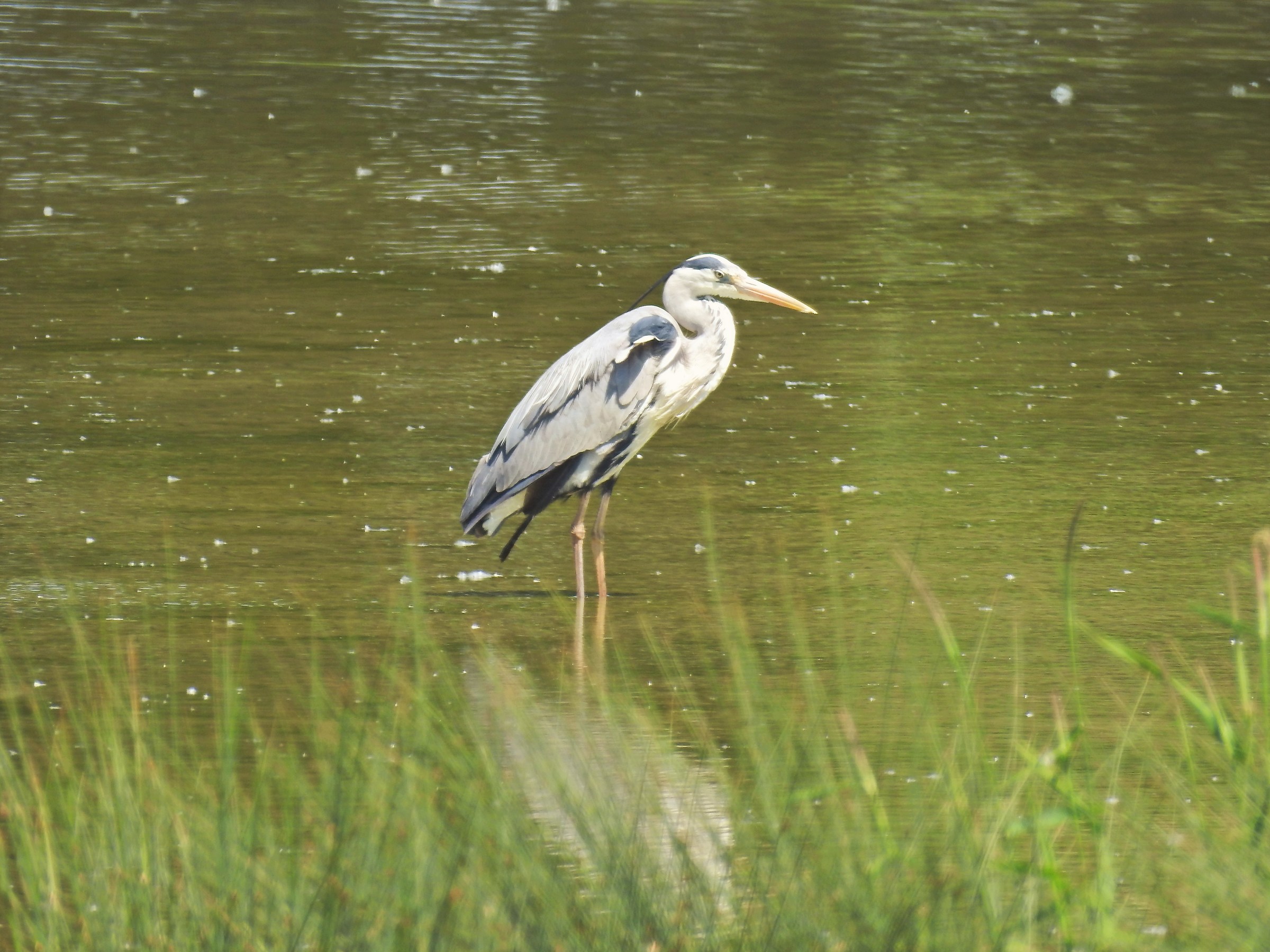 gray heron