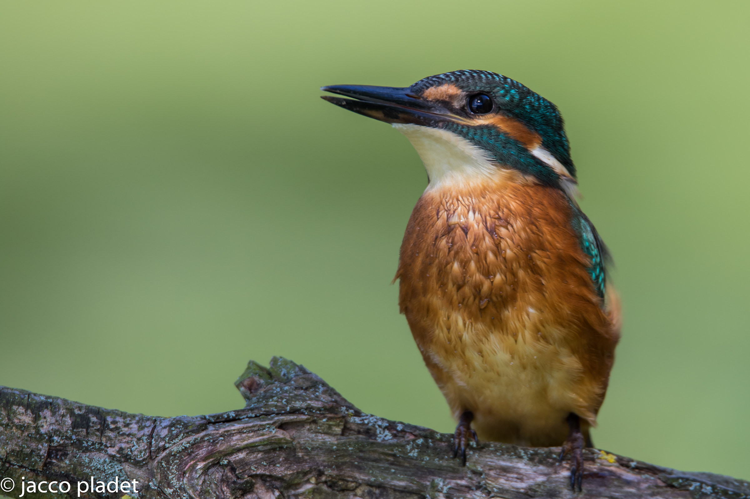 kingfisher