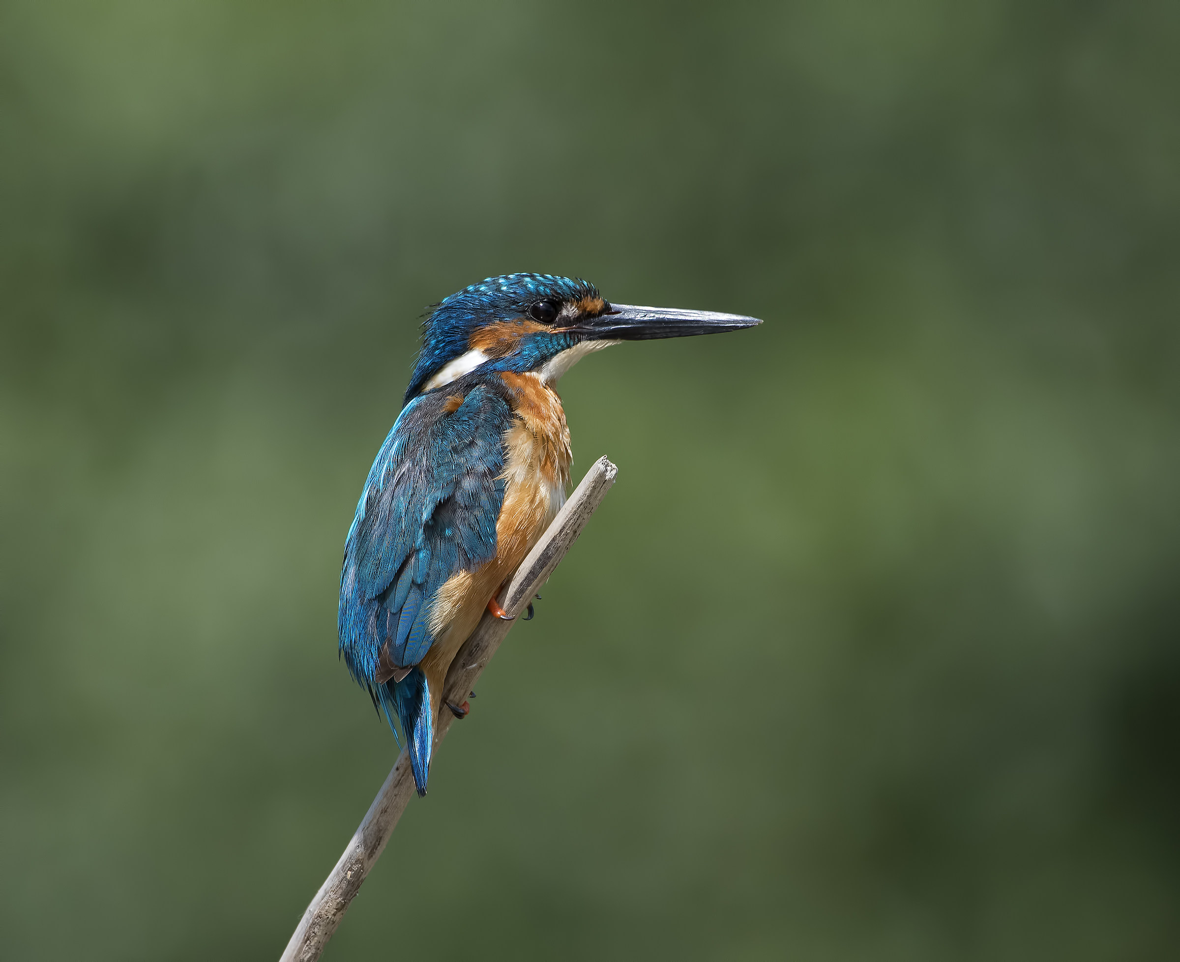 Martin of the river!