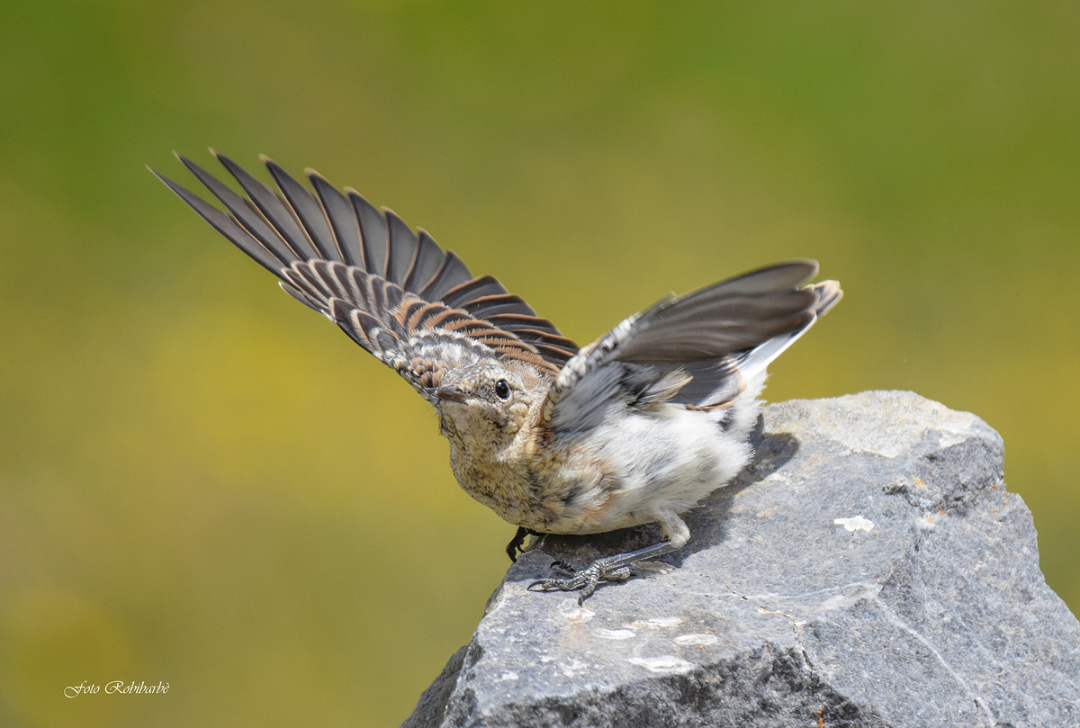 Un giovane involo...