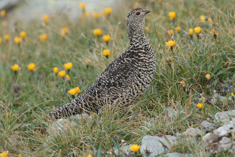 Pernice white female