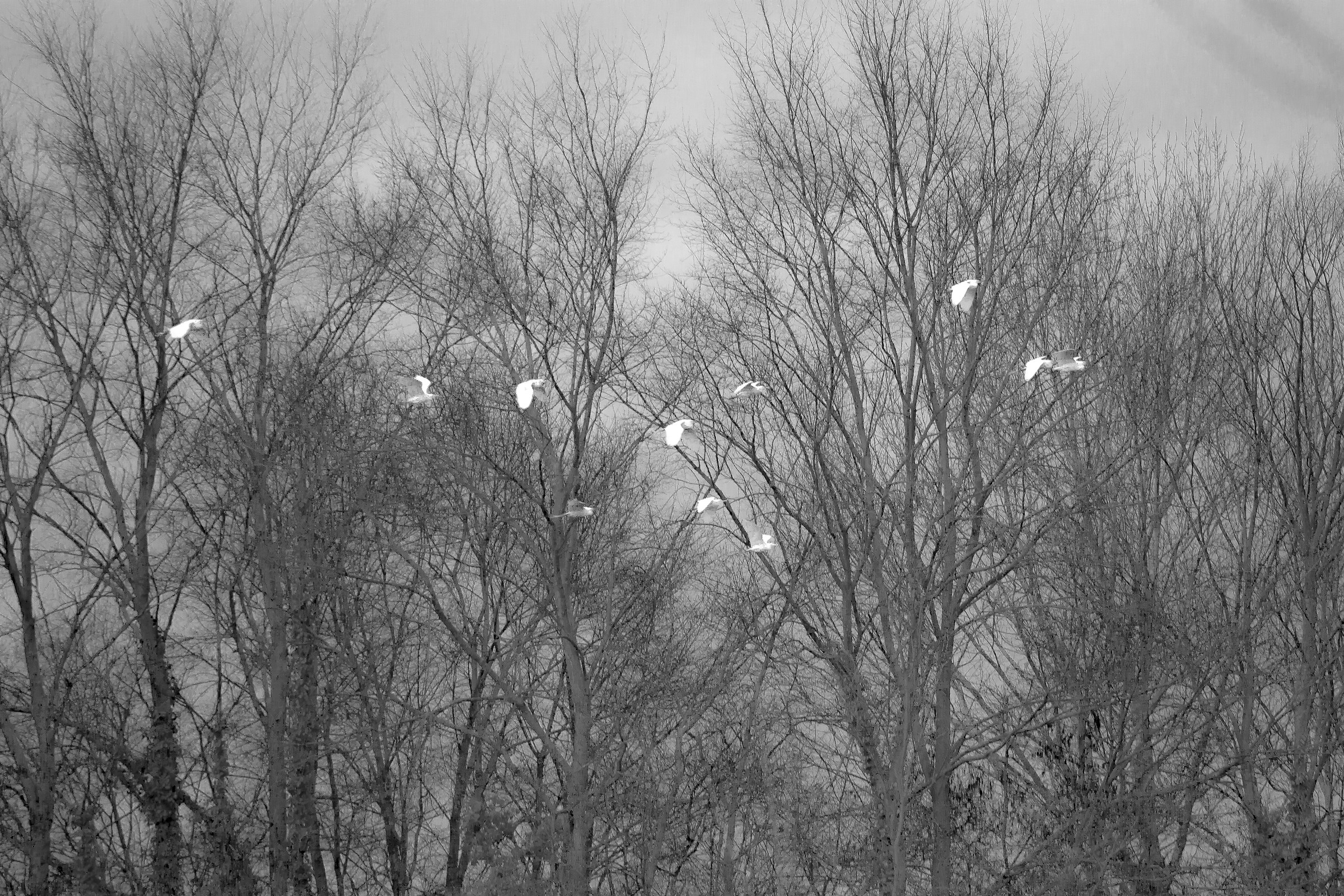 White on black and white