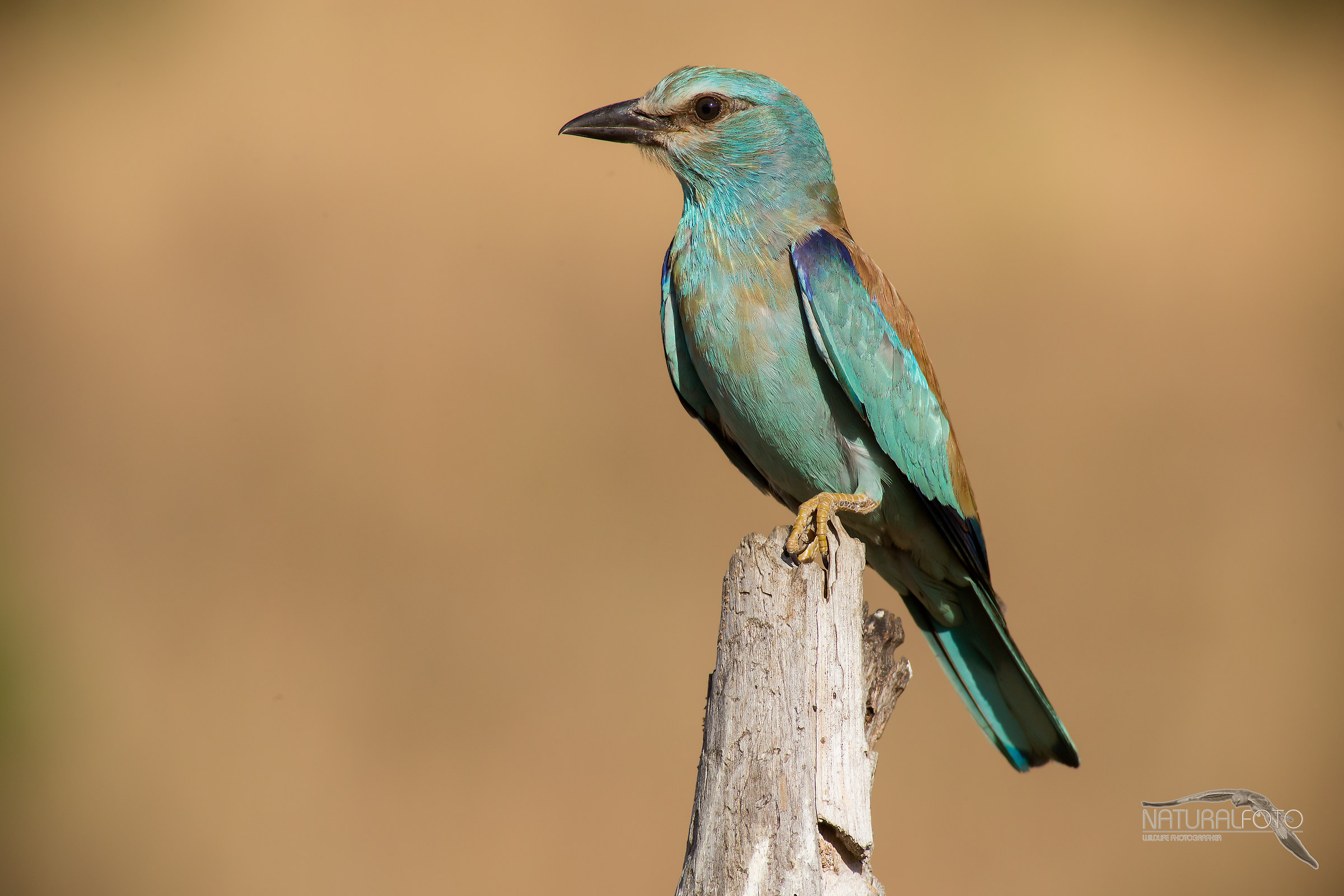 Fetish - 400 5.6 + 2x kenko FF