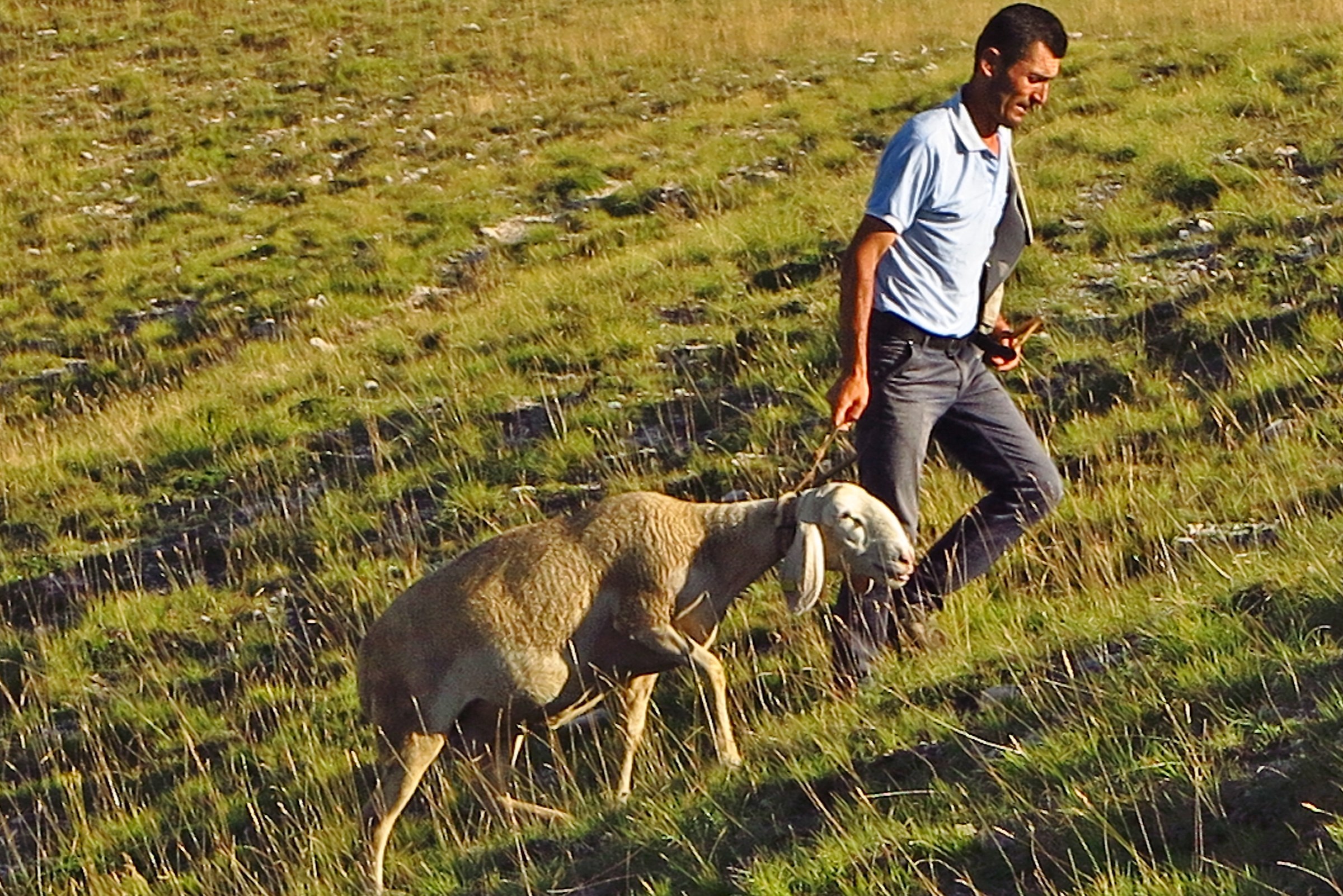 The "Dog" of the Shepherd.