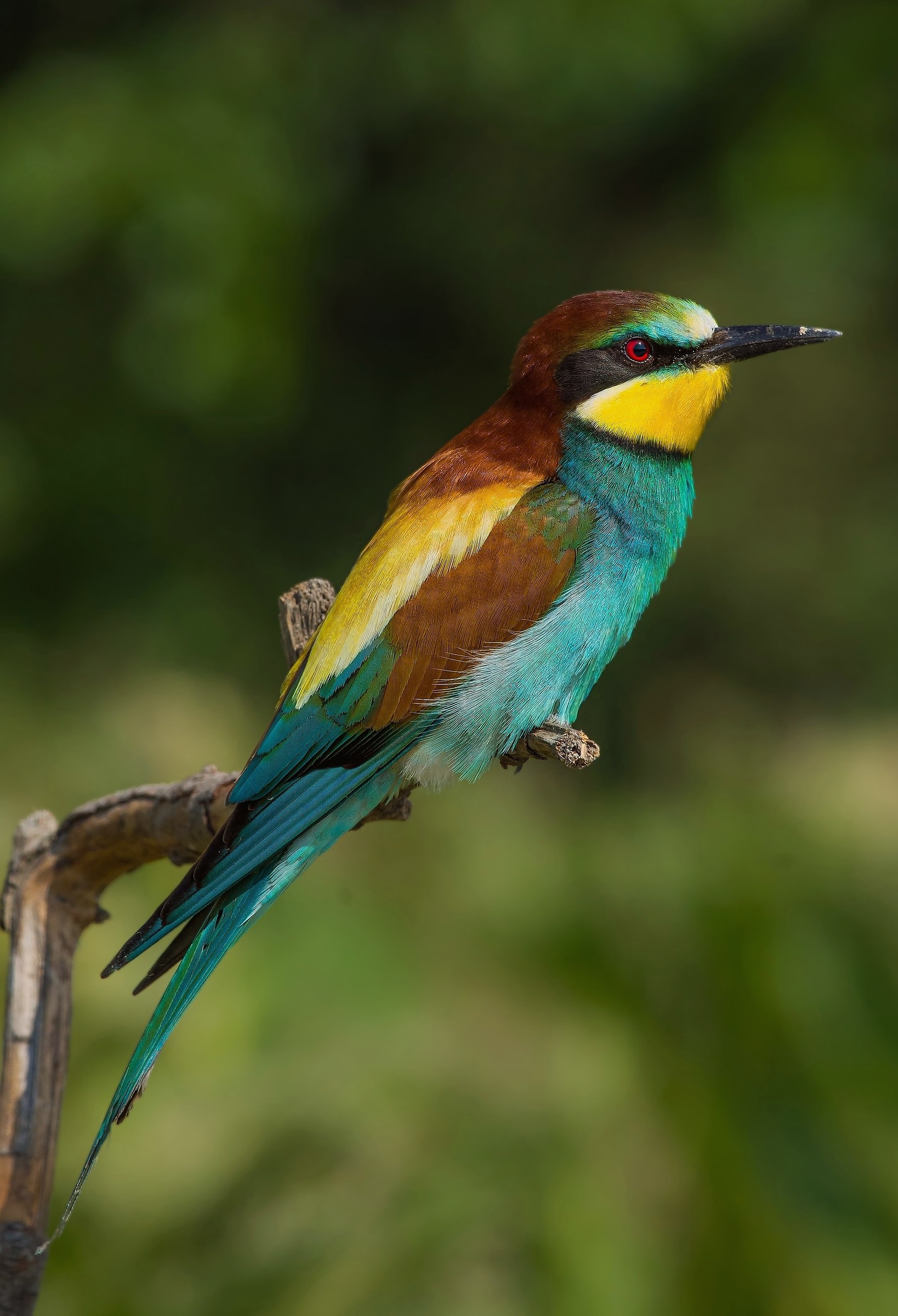 Bee Eater