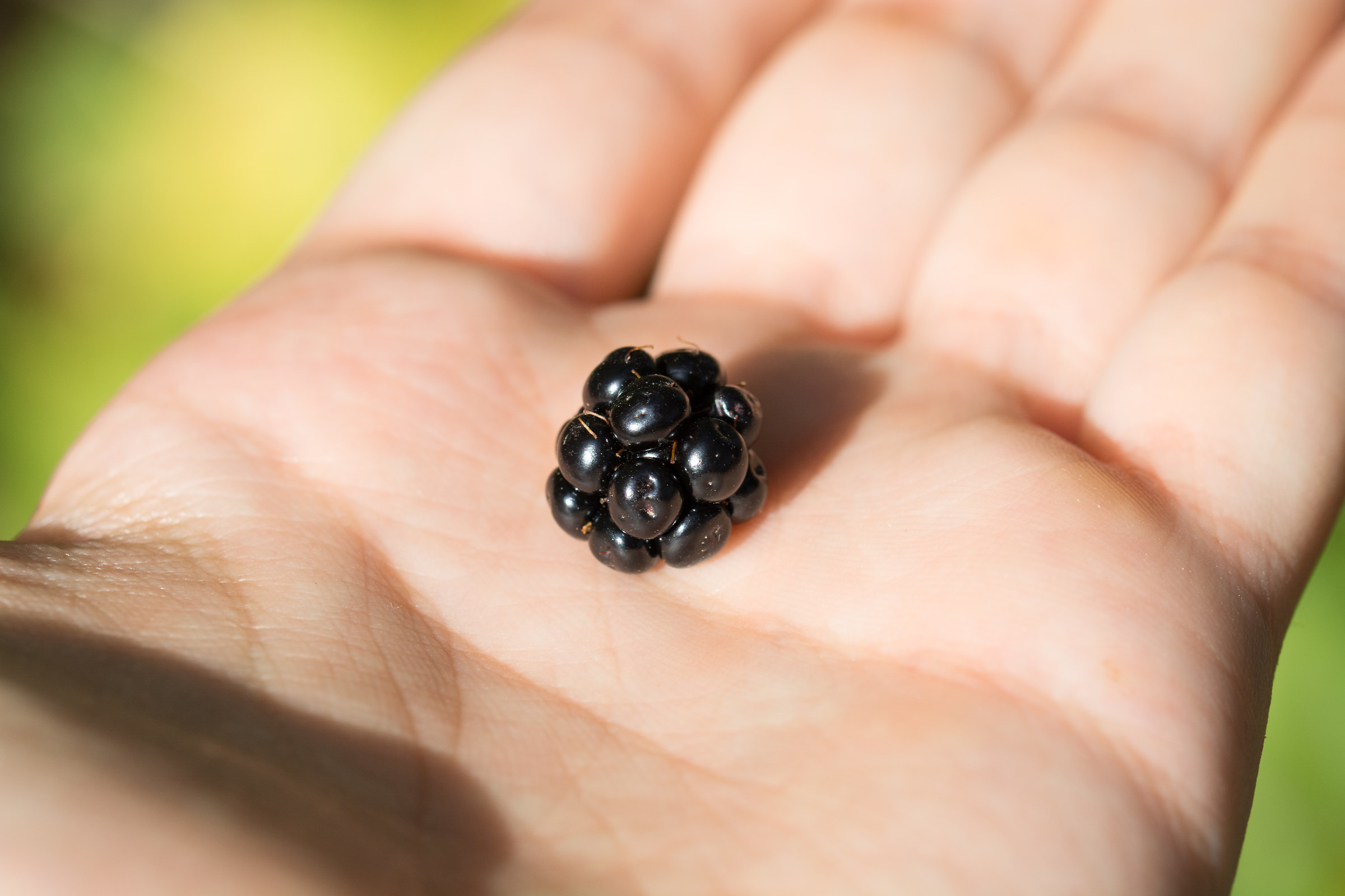 Wild blackberry bramble
