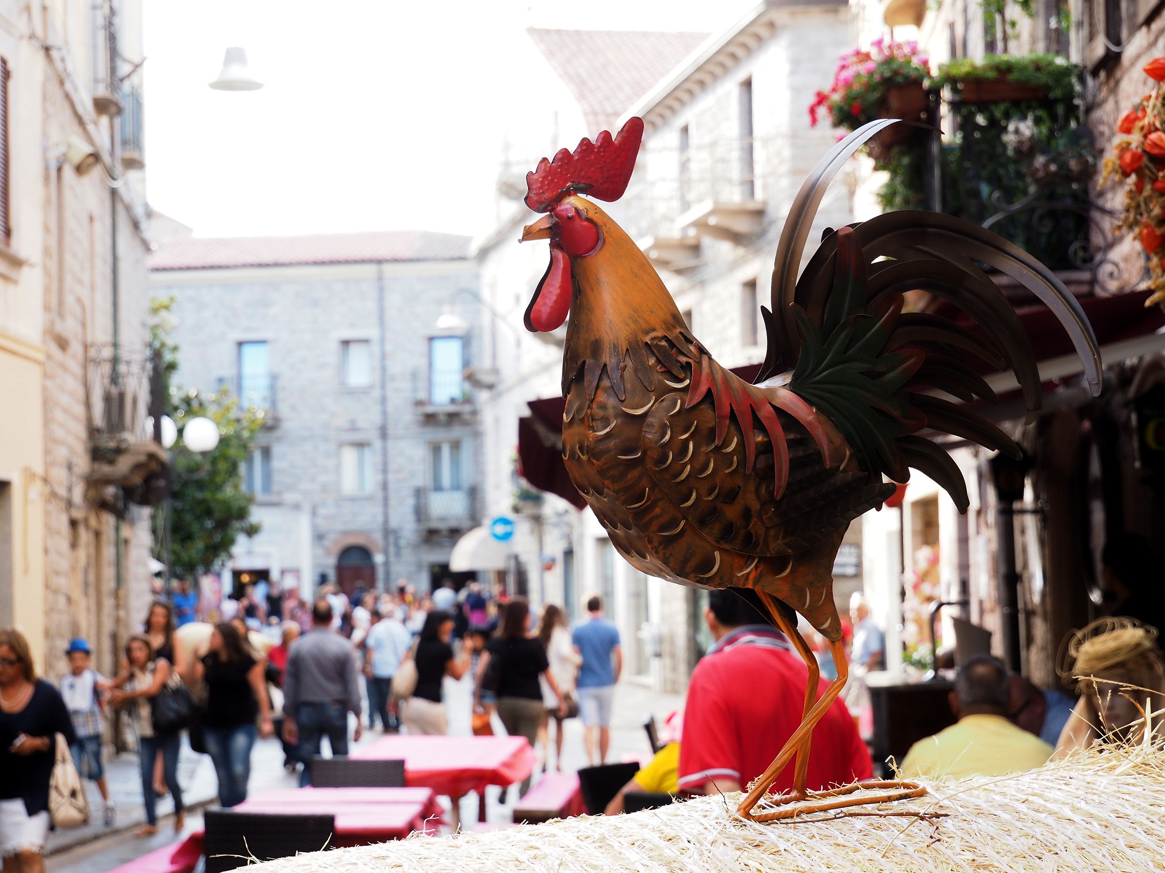 Il Gallo di Gallura