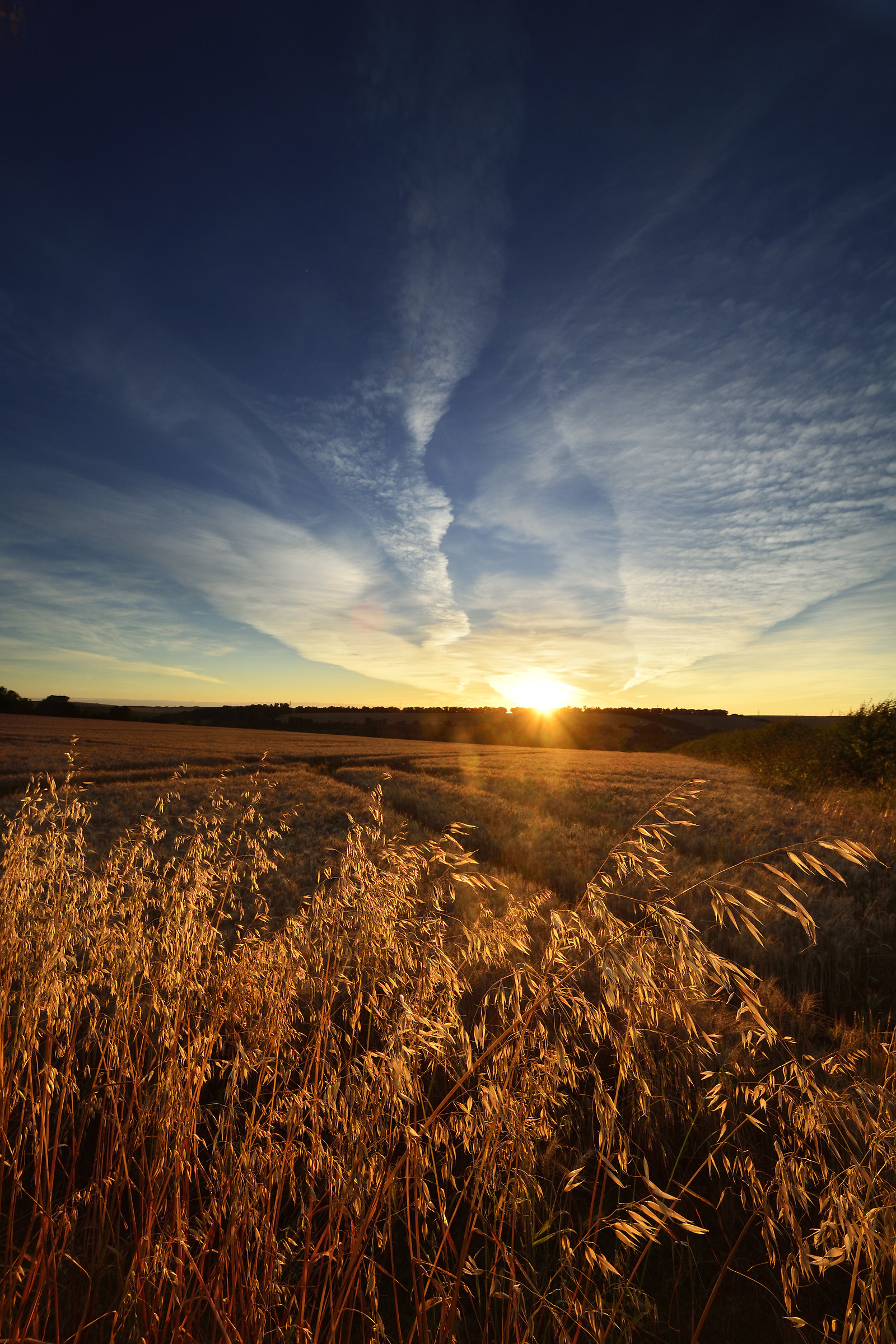 Barley, at Sunset