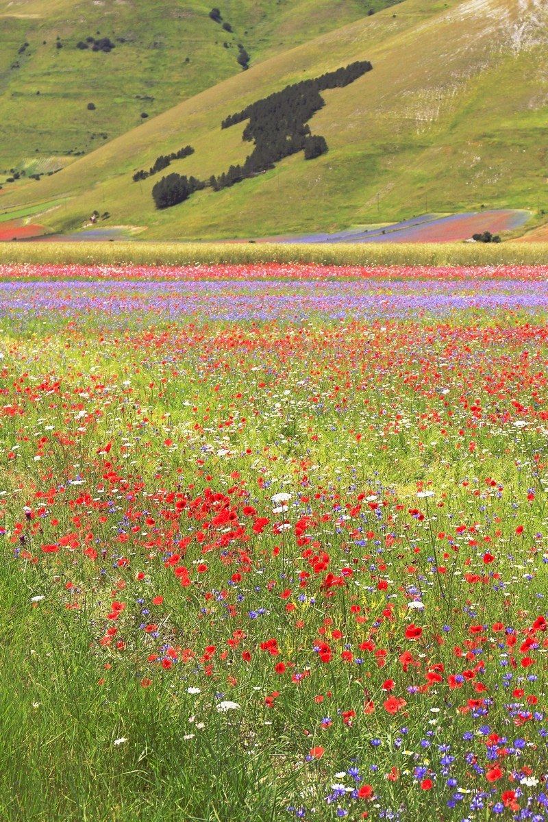 Bell' Italia.... a Castelluccio
