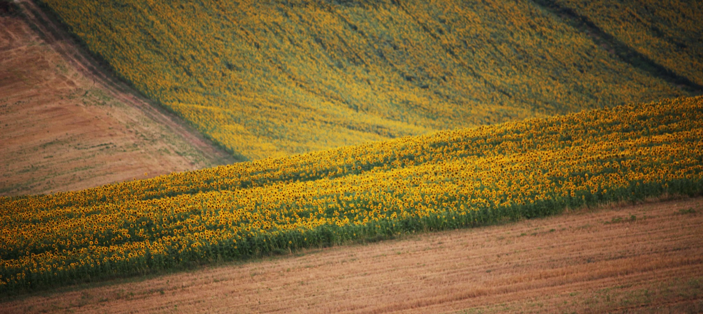 Among sunflowers and wheat