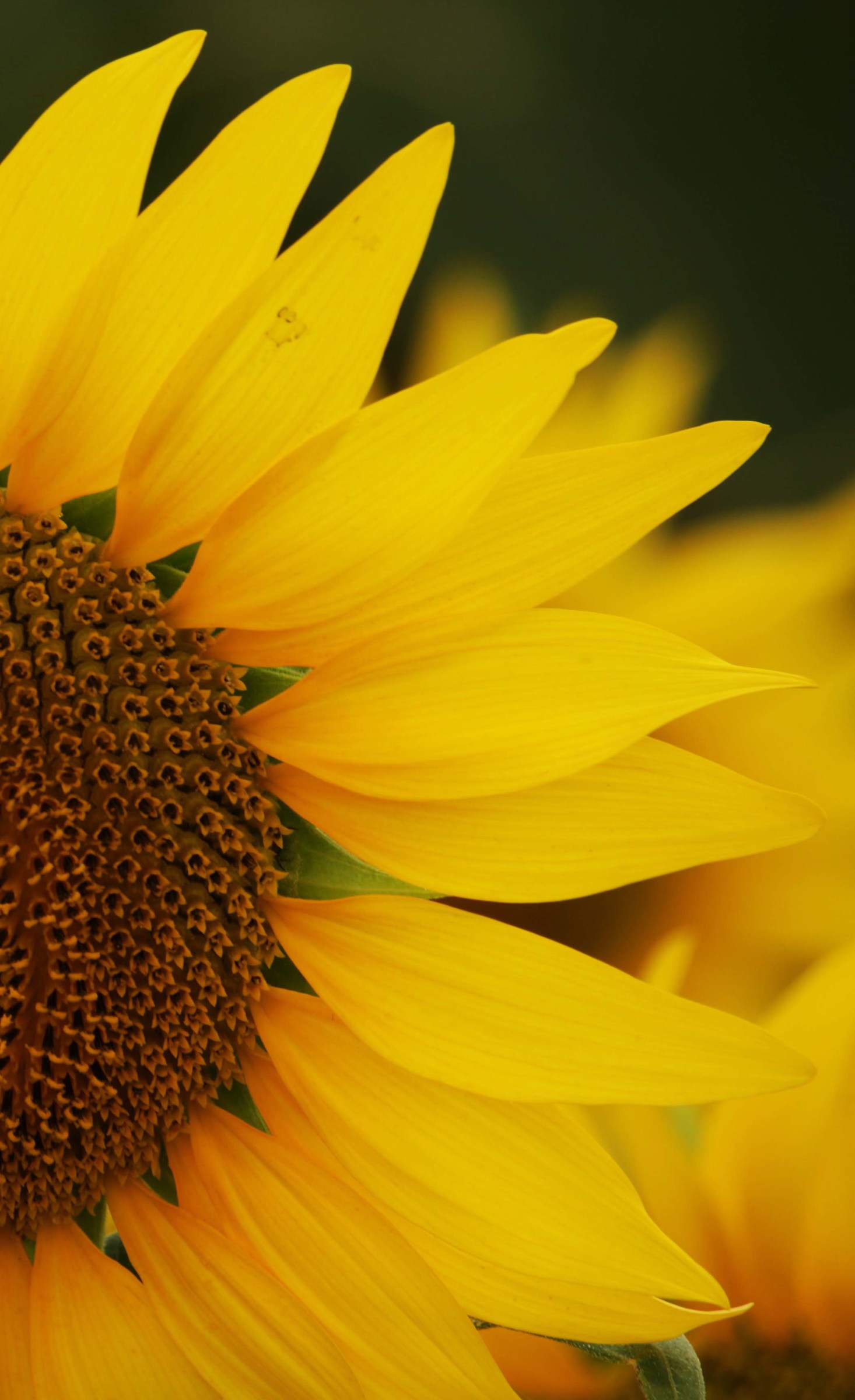 Among sunflowers and wheat