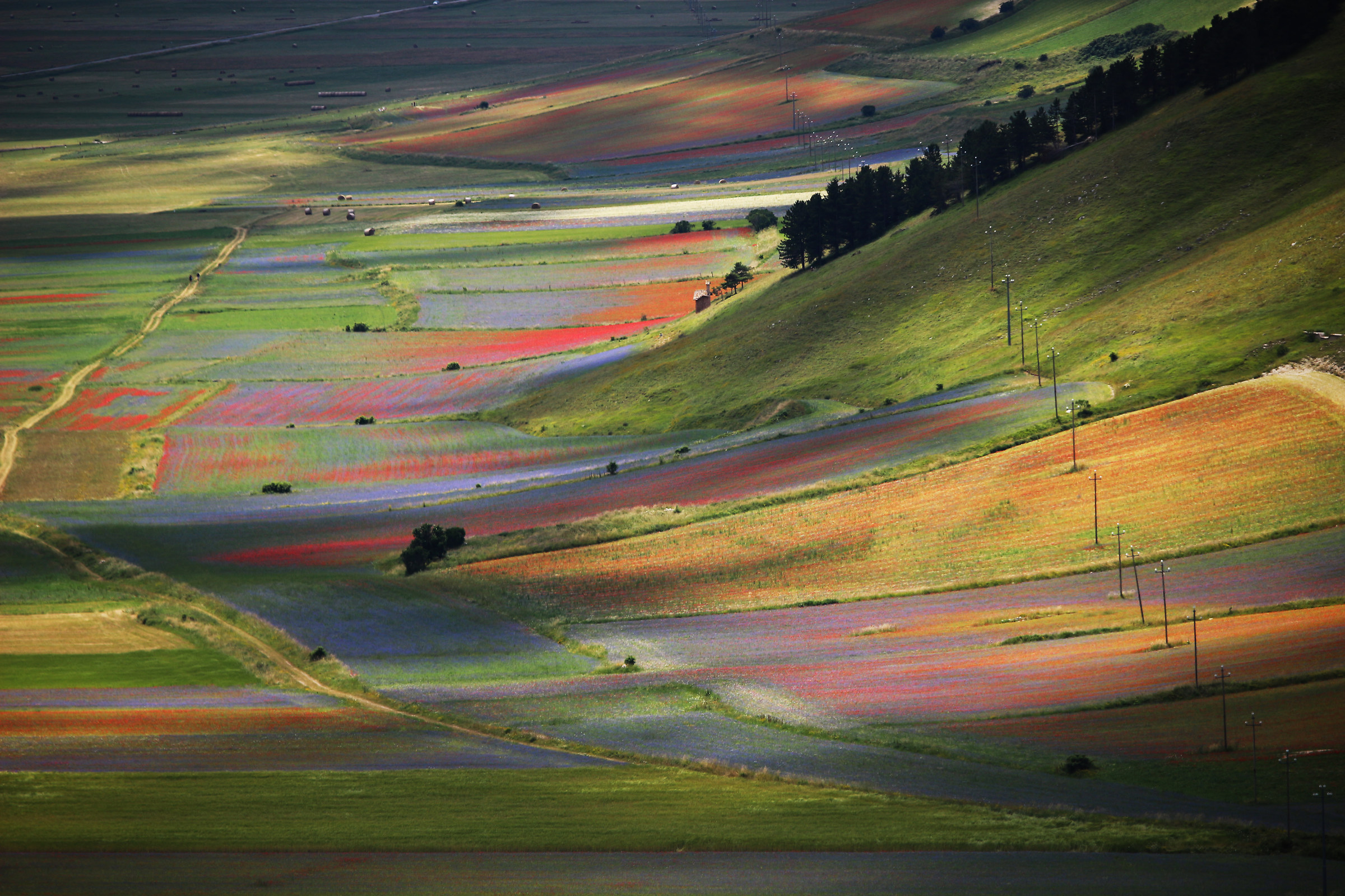 Colore colore colore