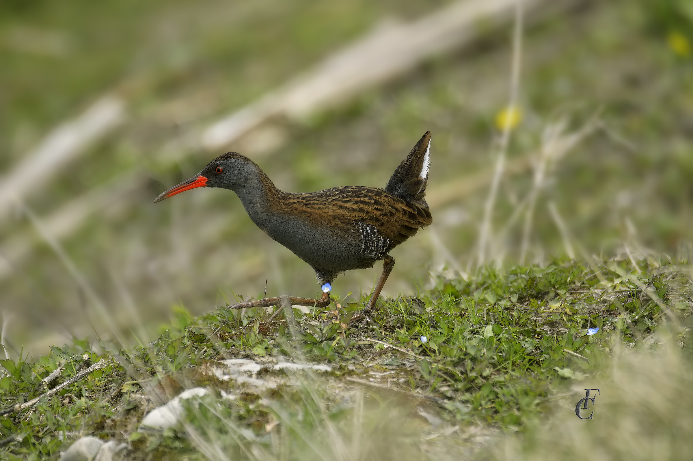 Water Rail