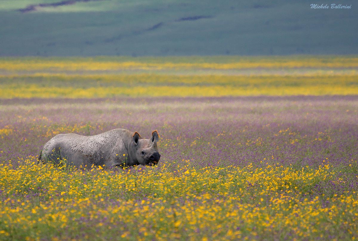 Among the flowers
