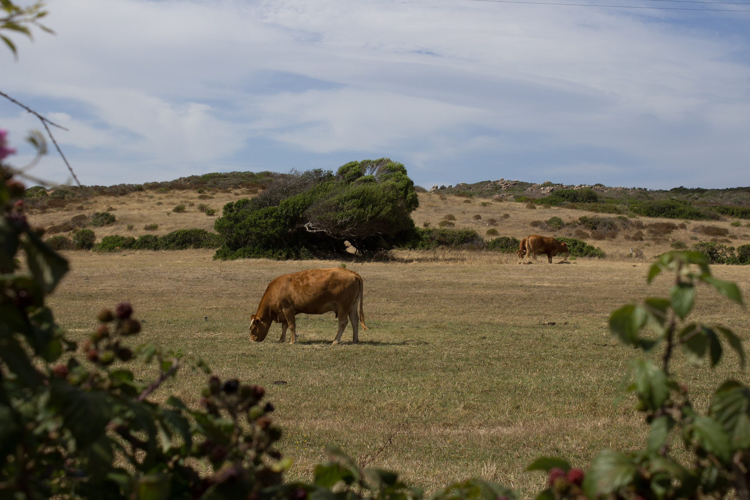 Incontri lungo le strade sarde