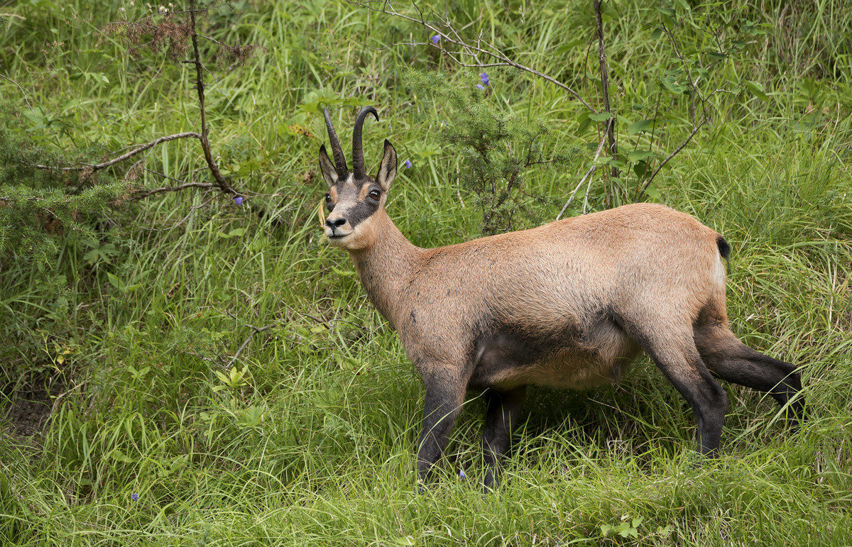 Chamois