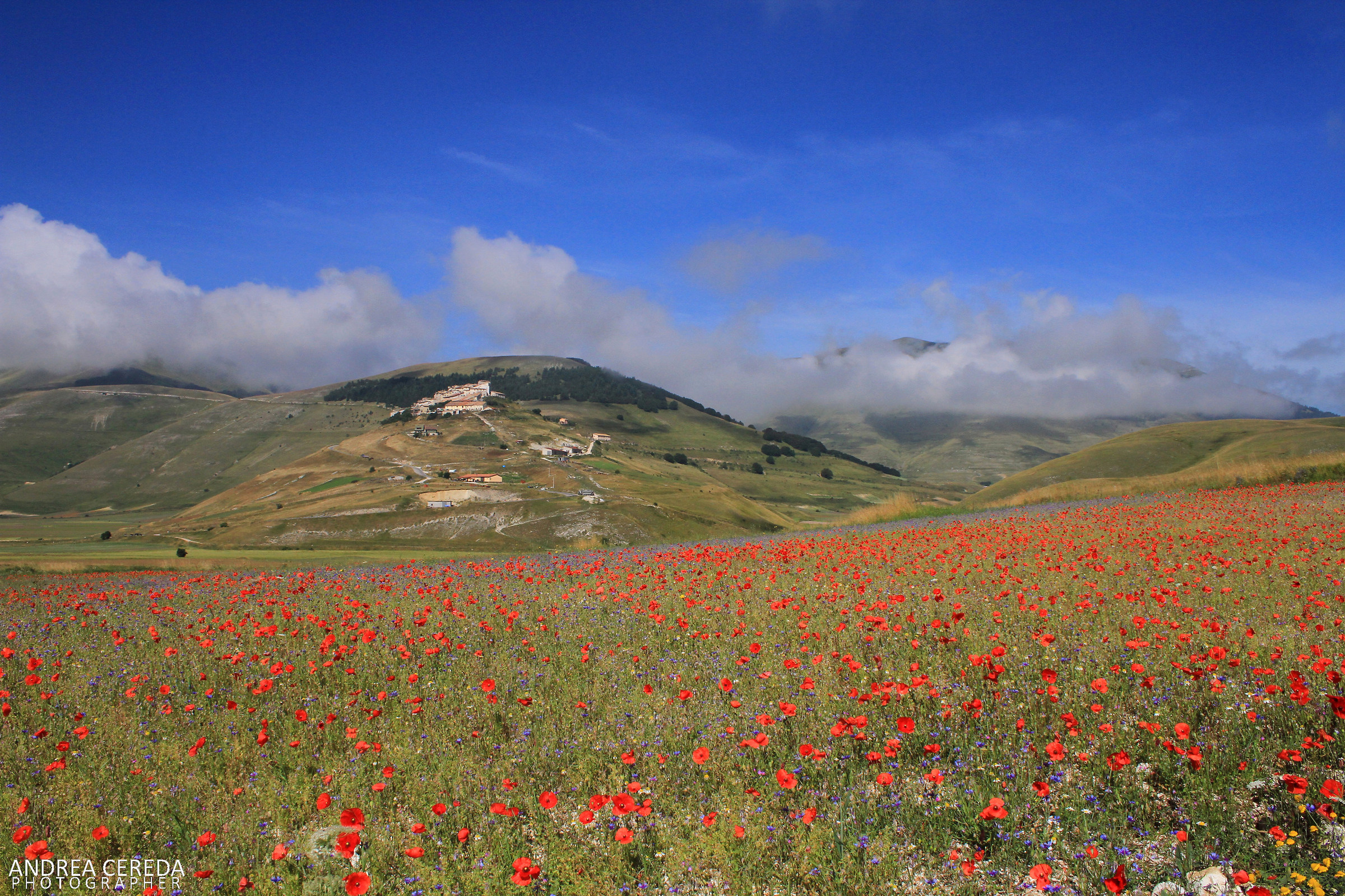 Castelluccio di Norcia - La fioritura