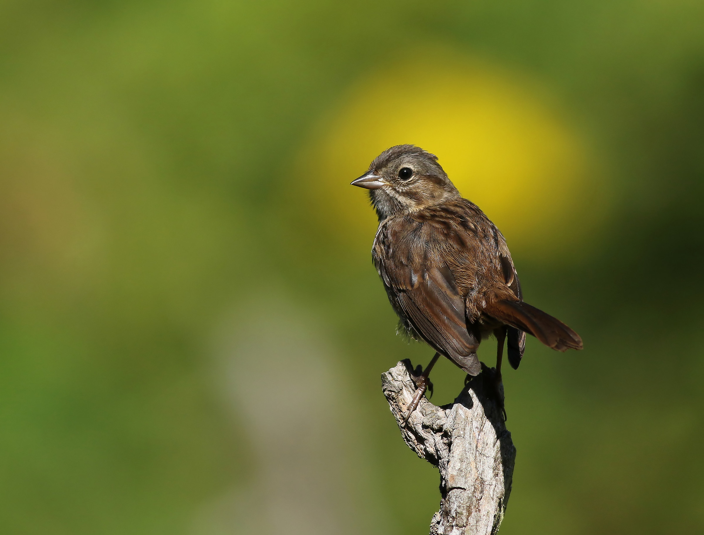 Uno sguardo indietro