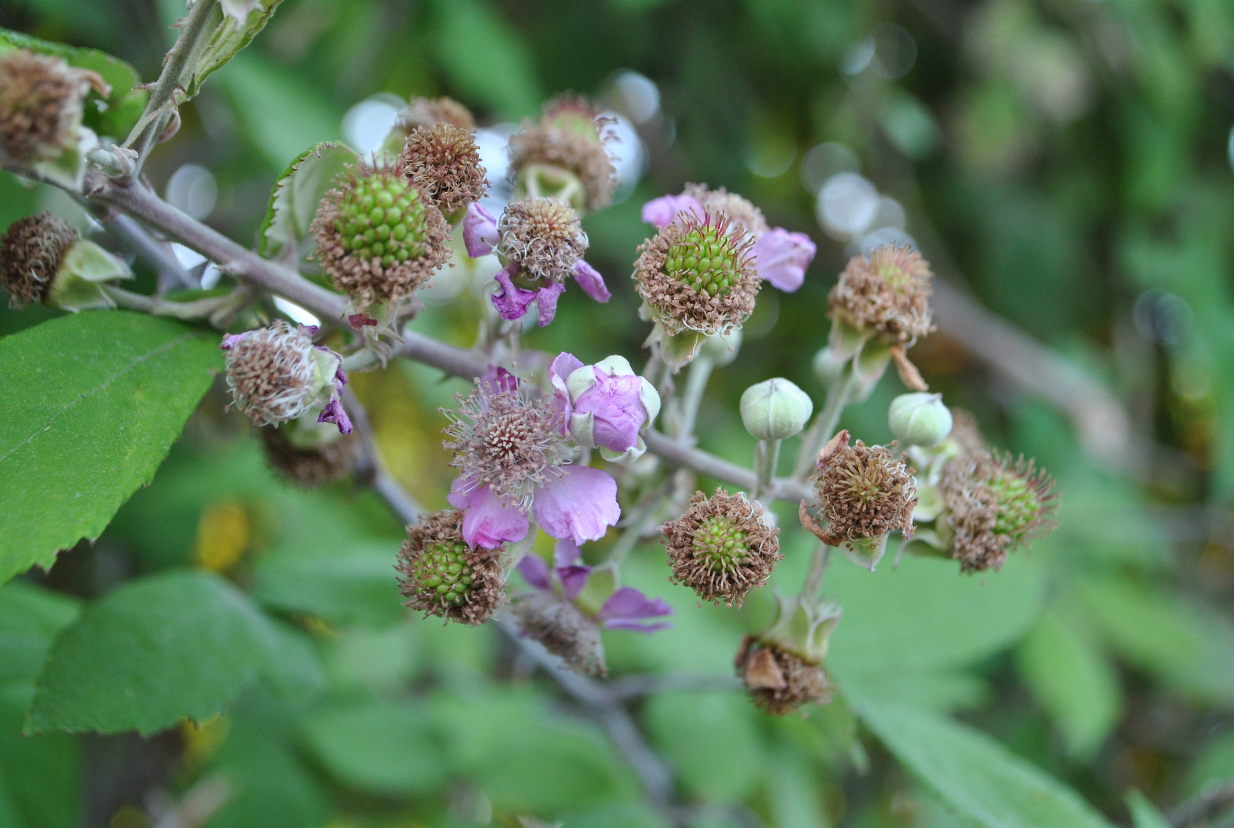 Rubus ulmifolius