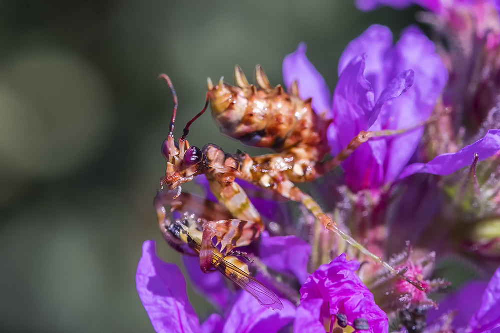 Pseudocreobotra wahlbergii
