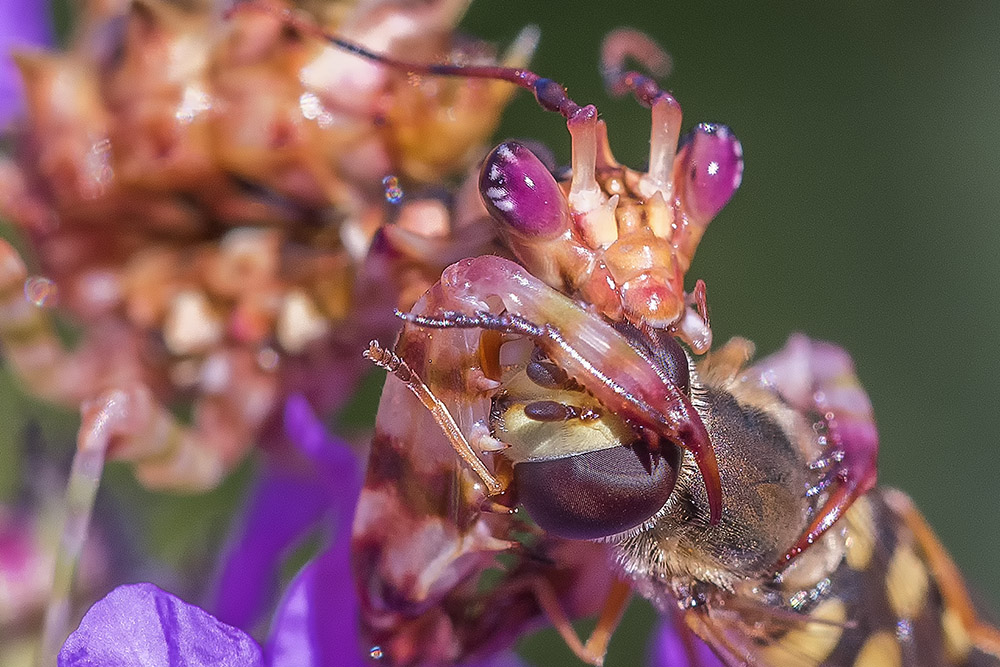 Pseudocreobotra wahlbergii