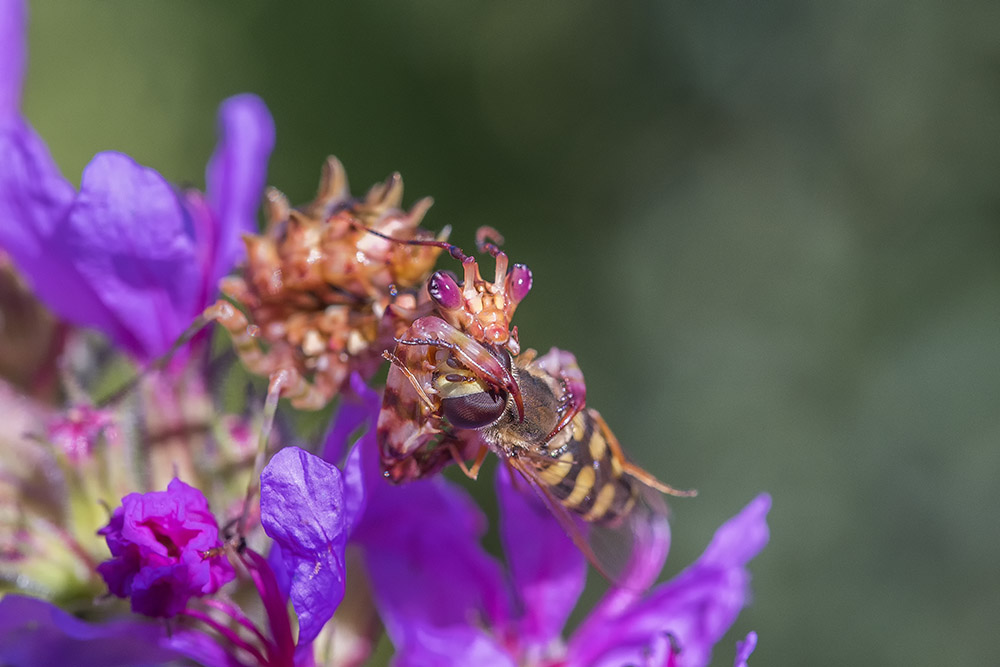 Pseudocreobotra wahlbergii