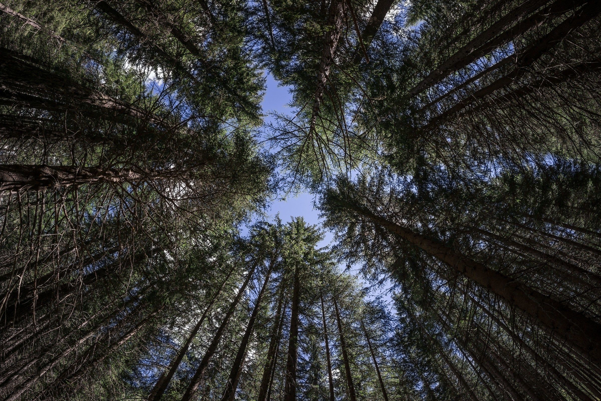 Bosco di conifere nella Val Veny