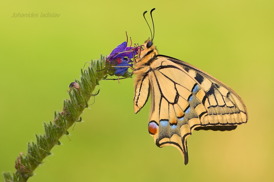 Papilio machaon