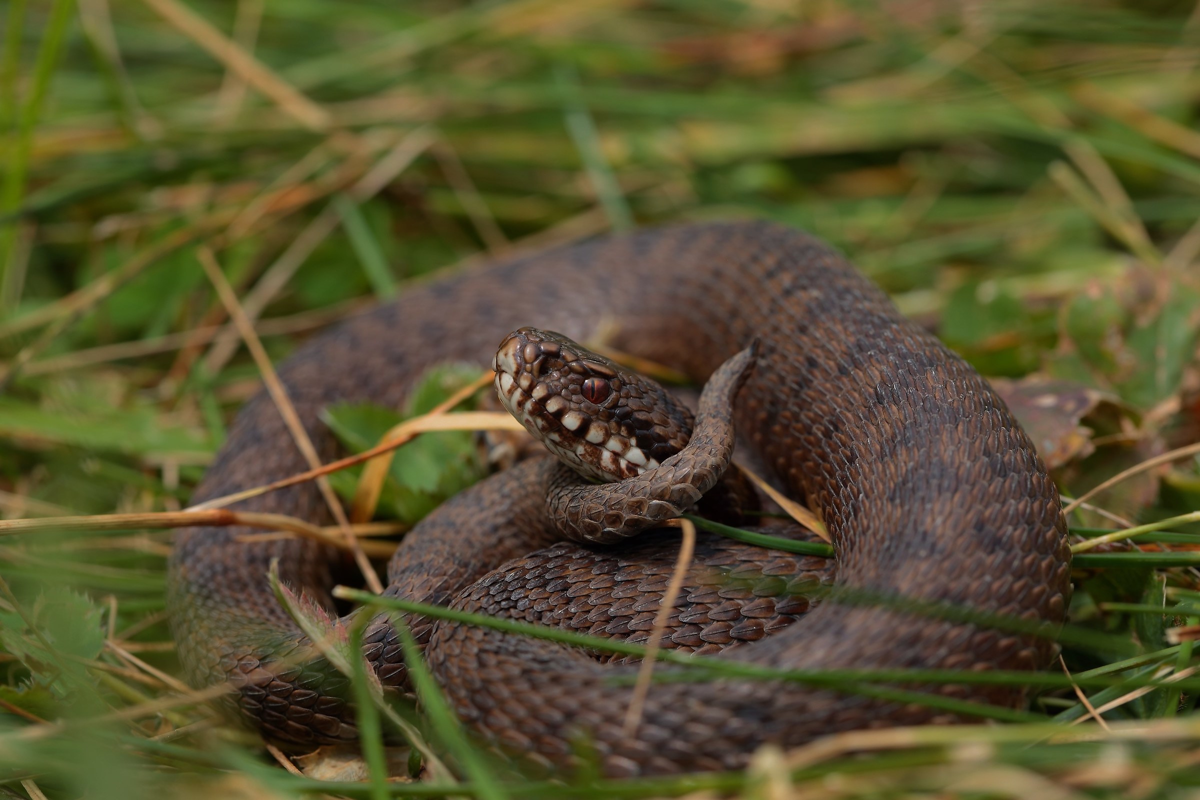 Vipera berus