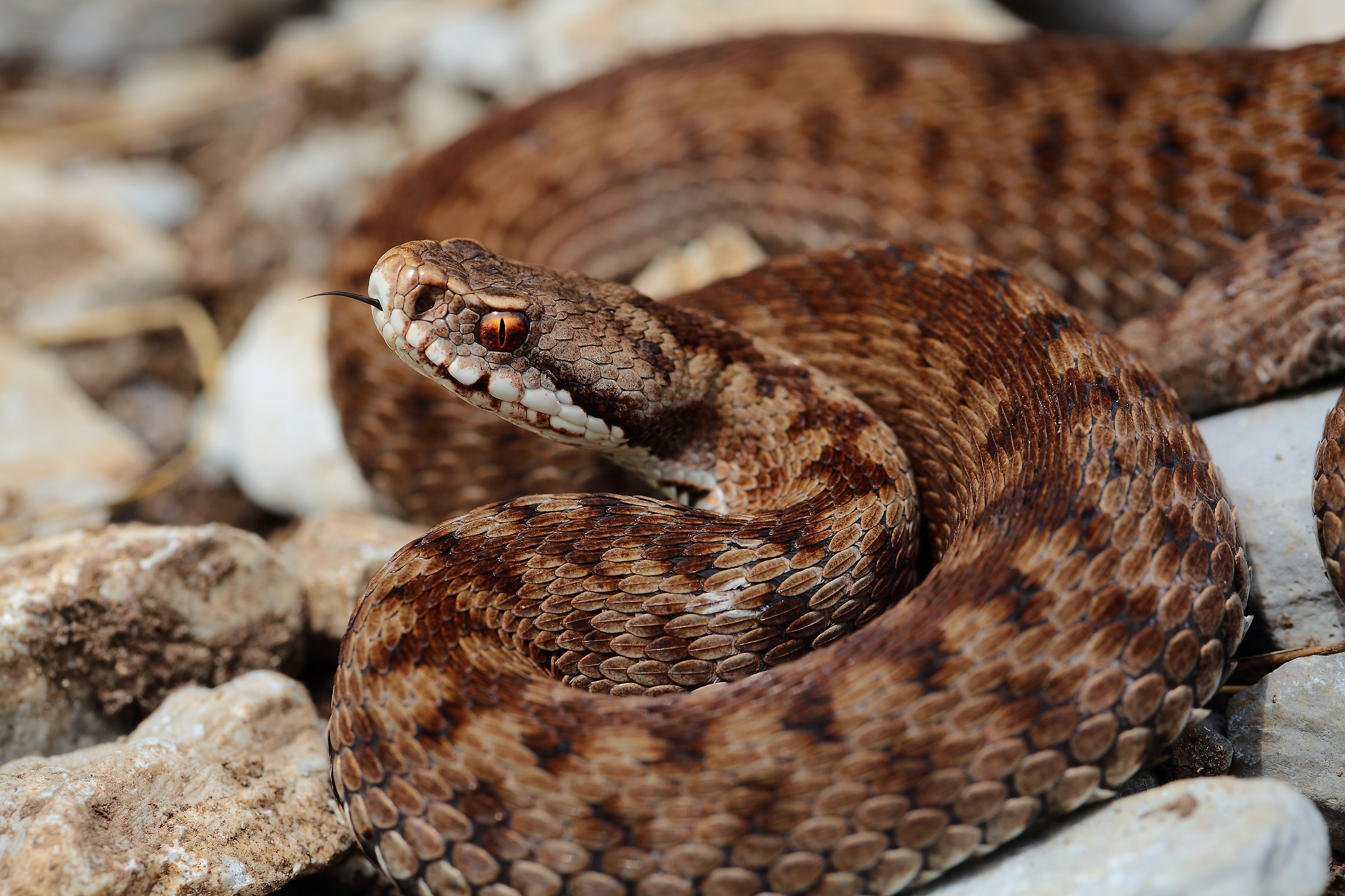 vipera berus