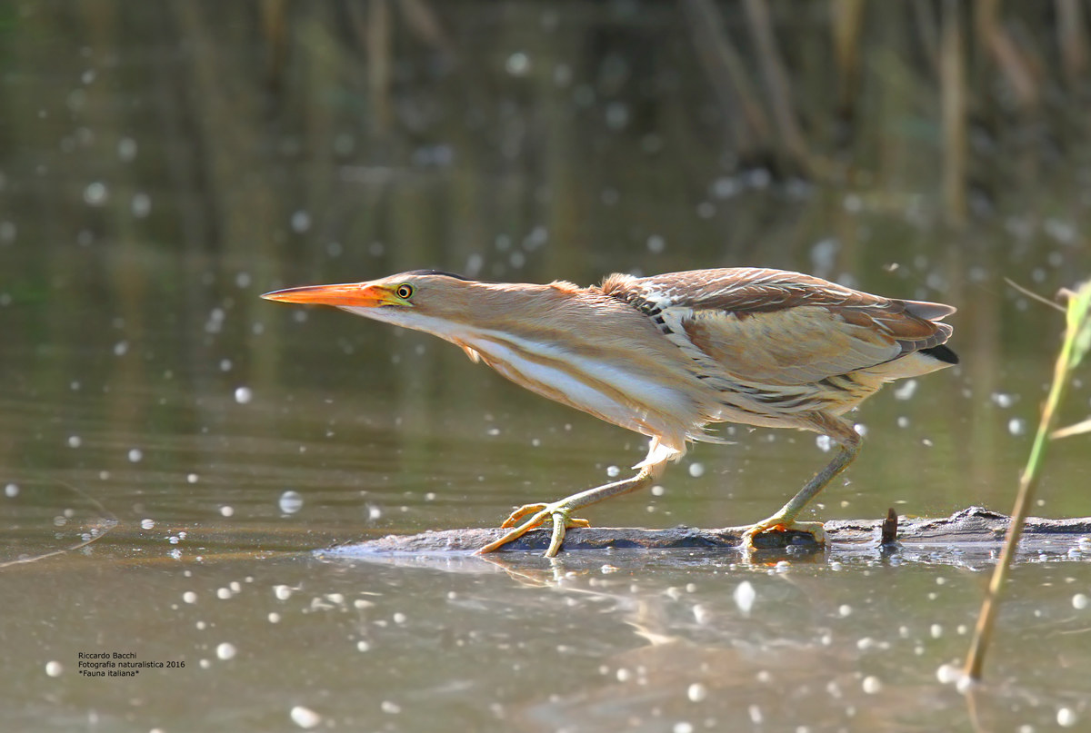 Tarabusino Controluce...