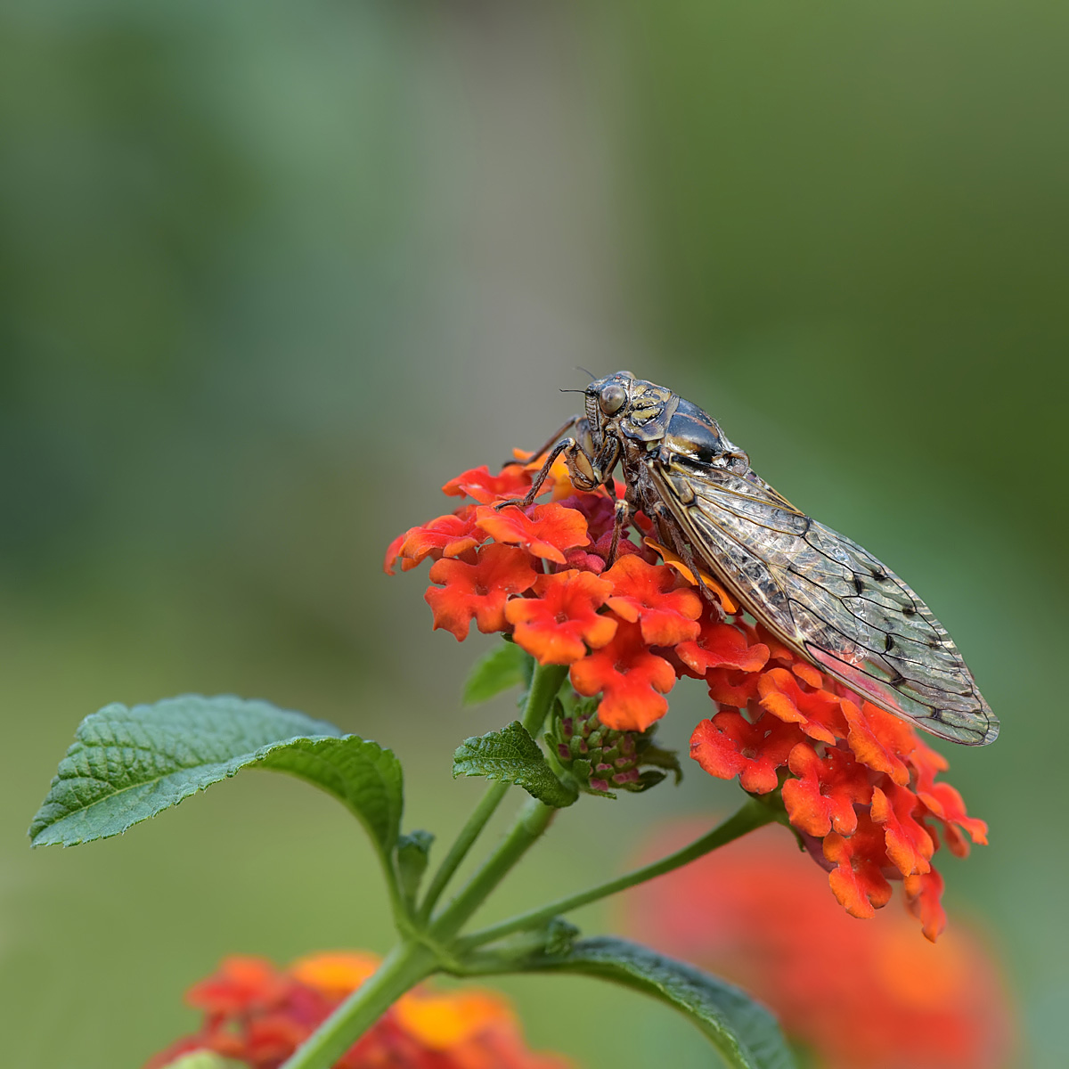 Cicada on lavender