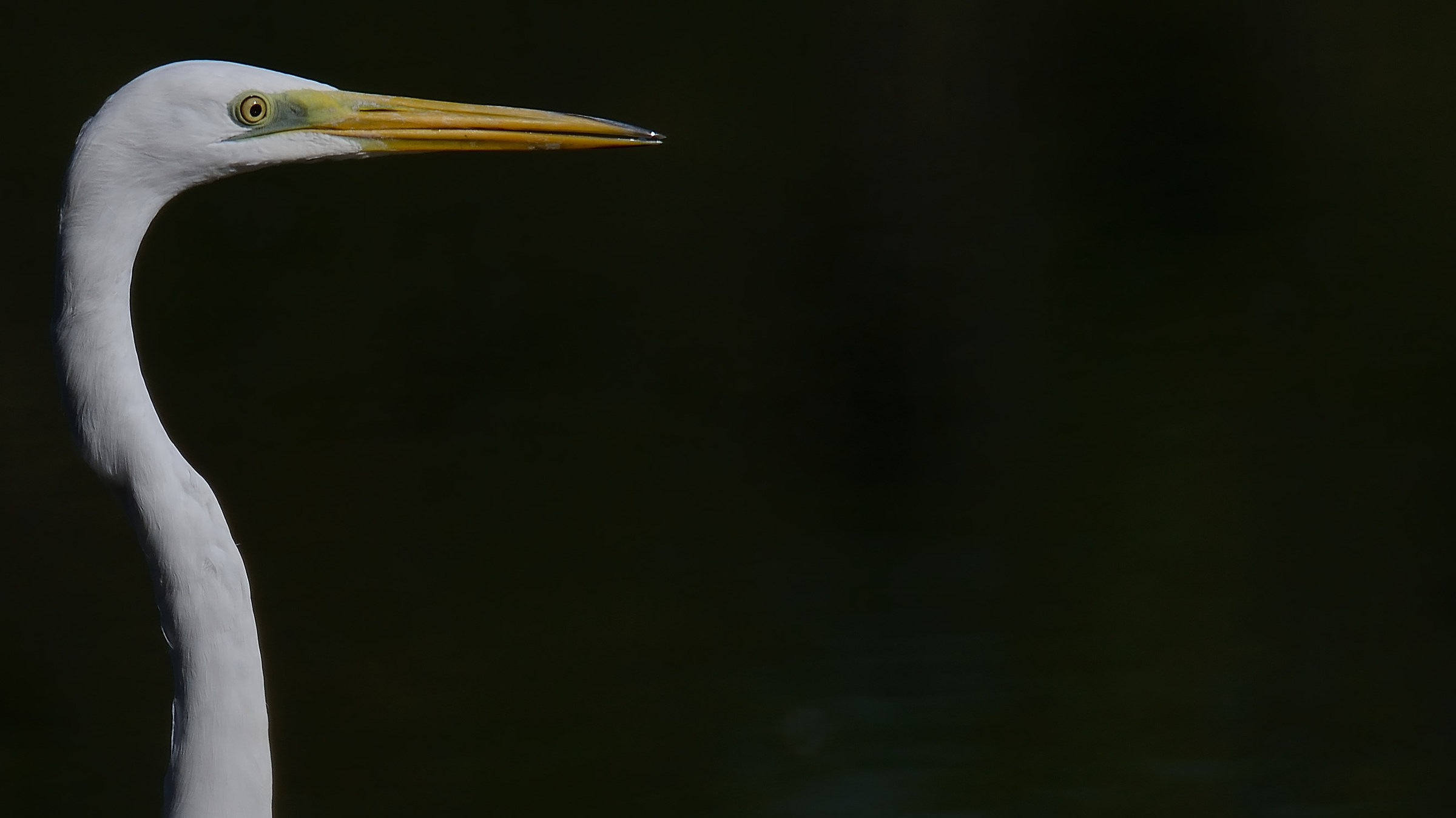 Great Egret