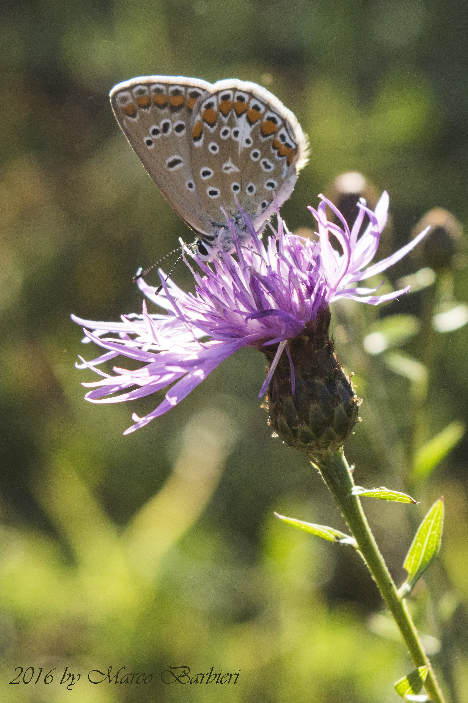 Polyommatus icarus