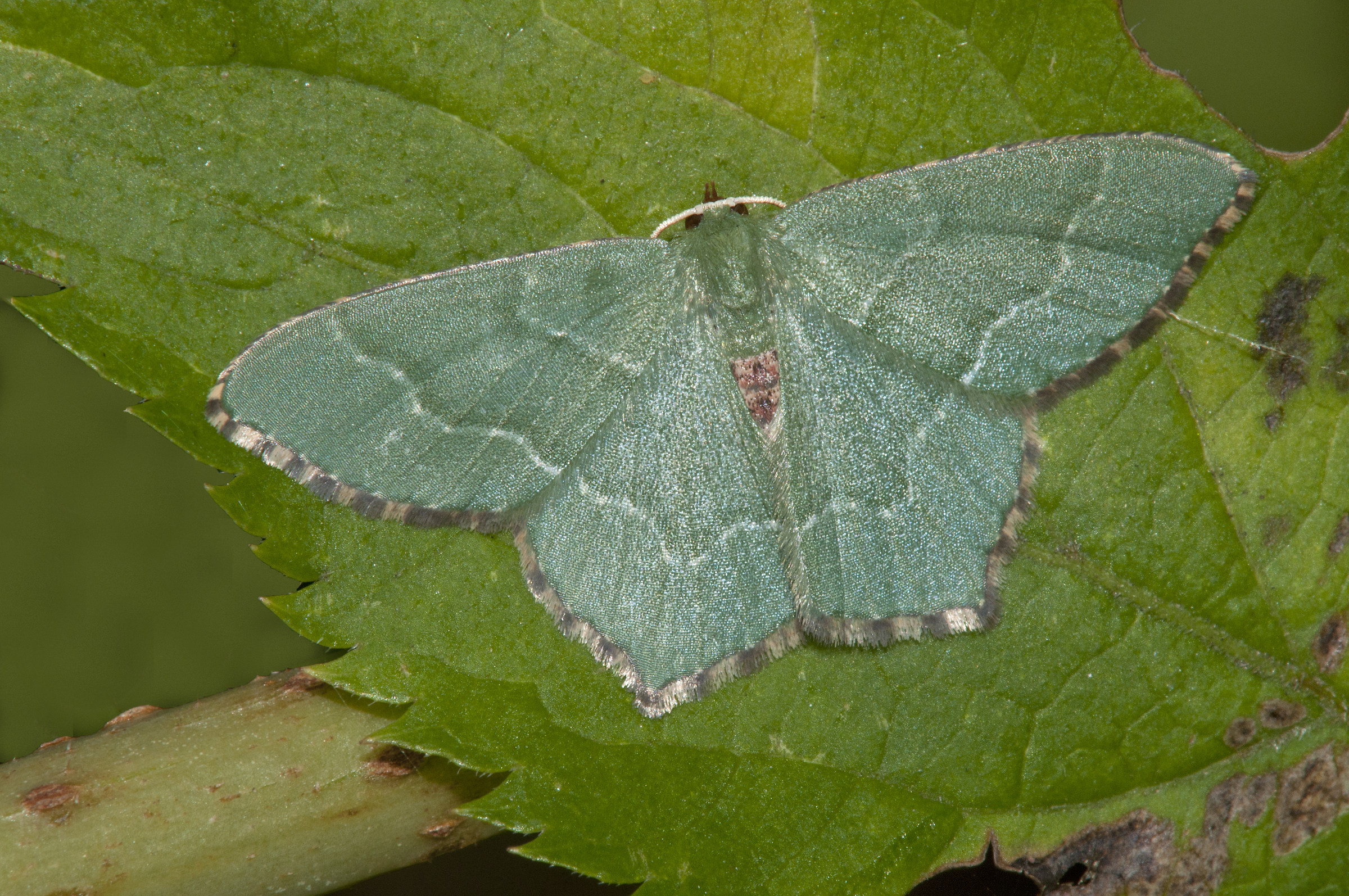 Geometra papilionaria