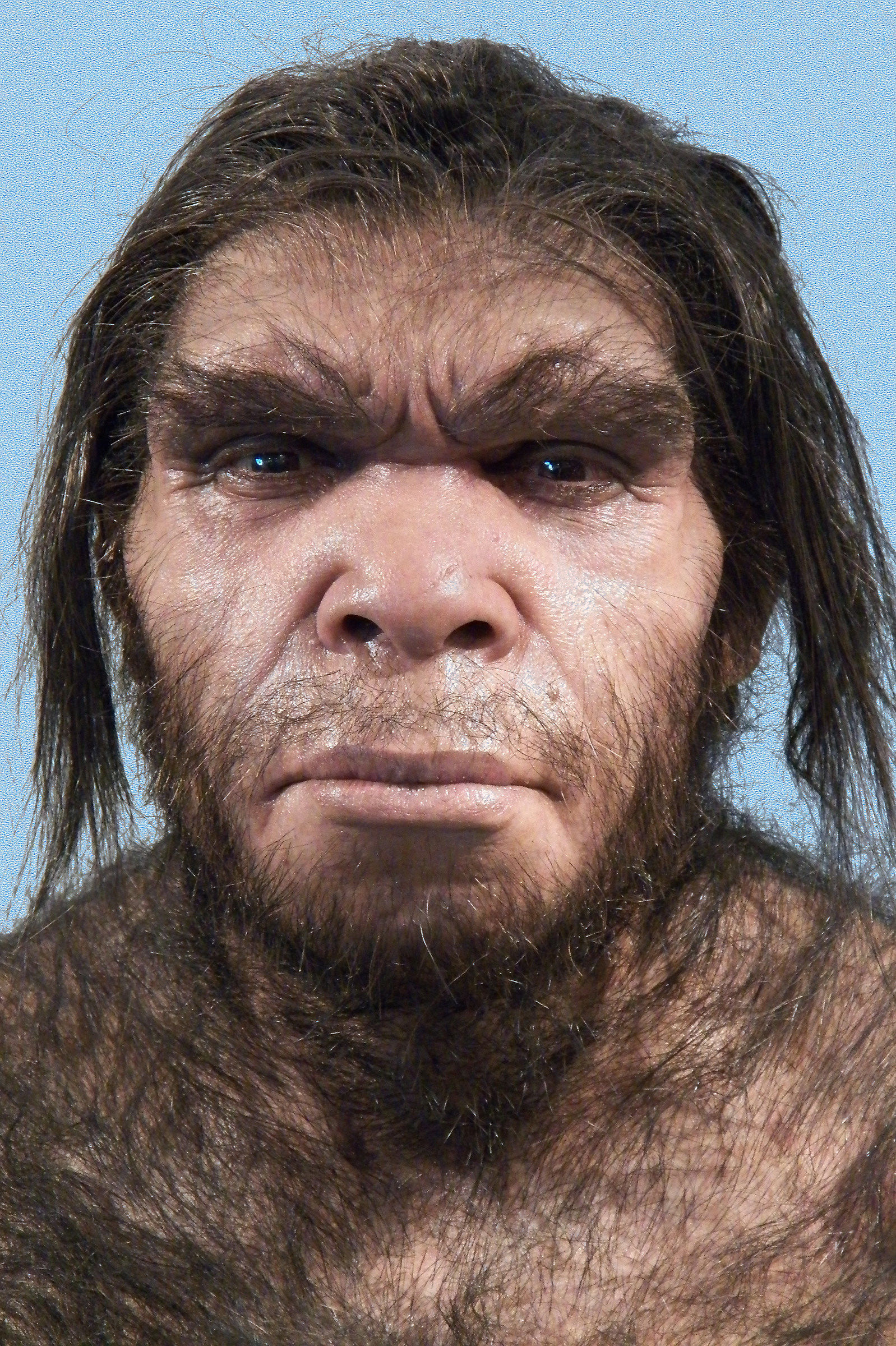 Homo neanderthalensis