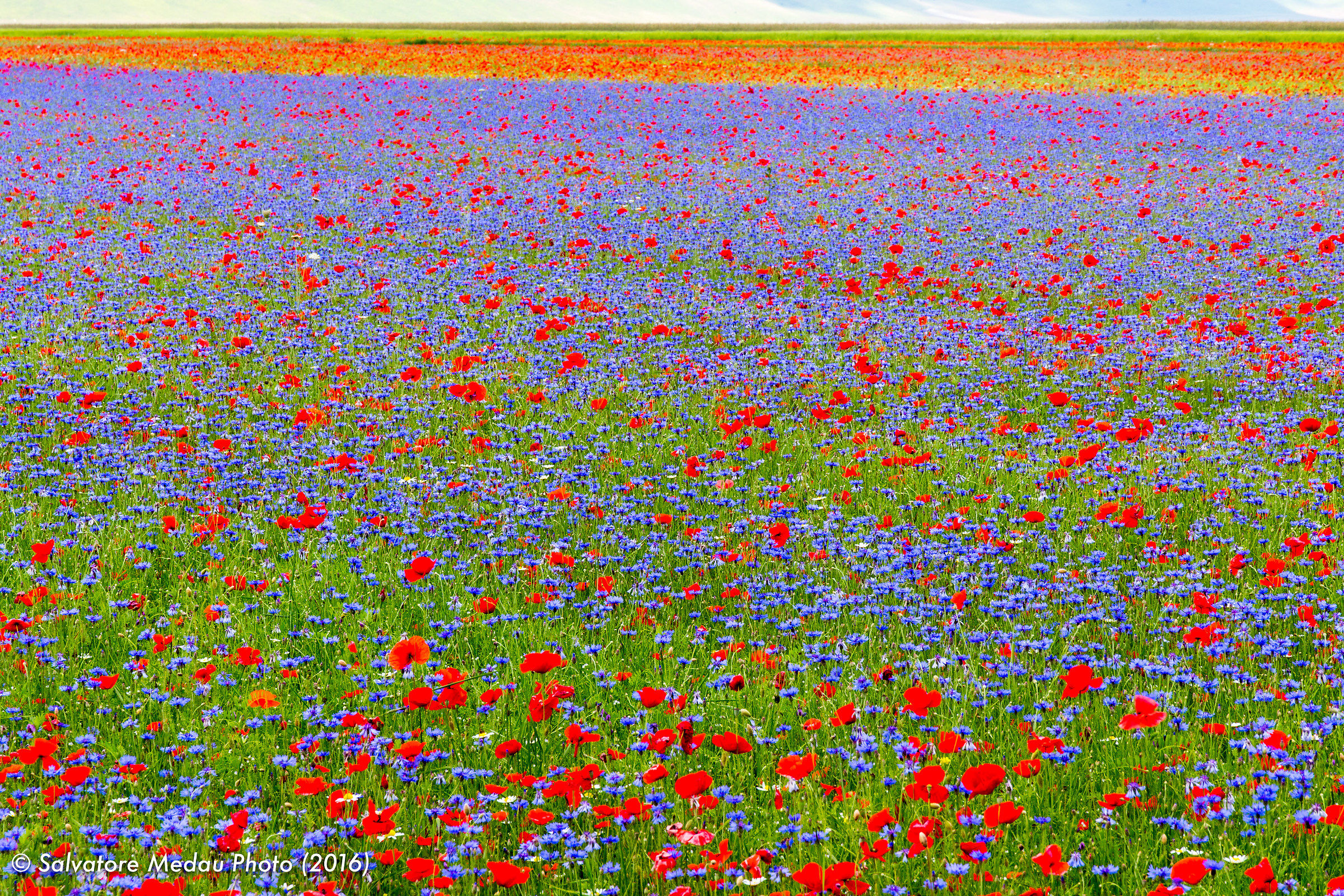 Fioriture a Castelluccio di Norcia