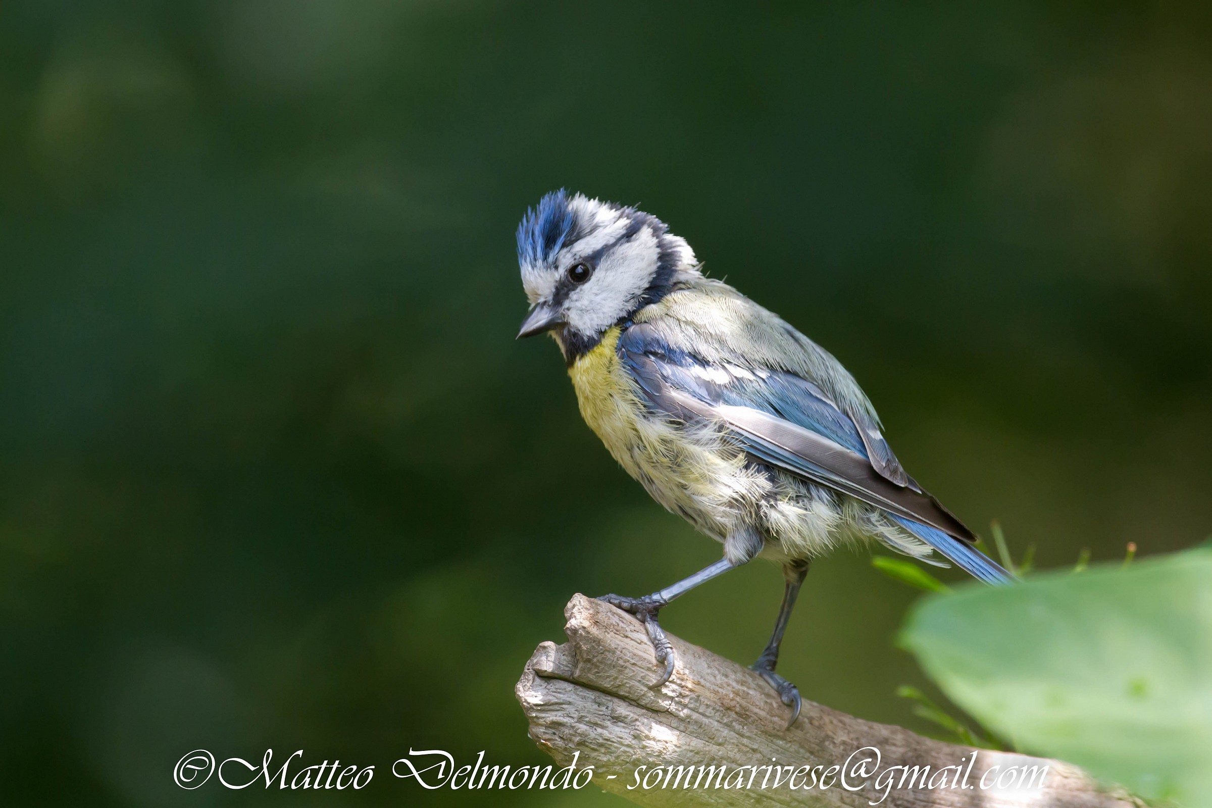 Blue Tit