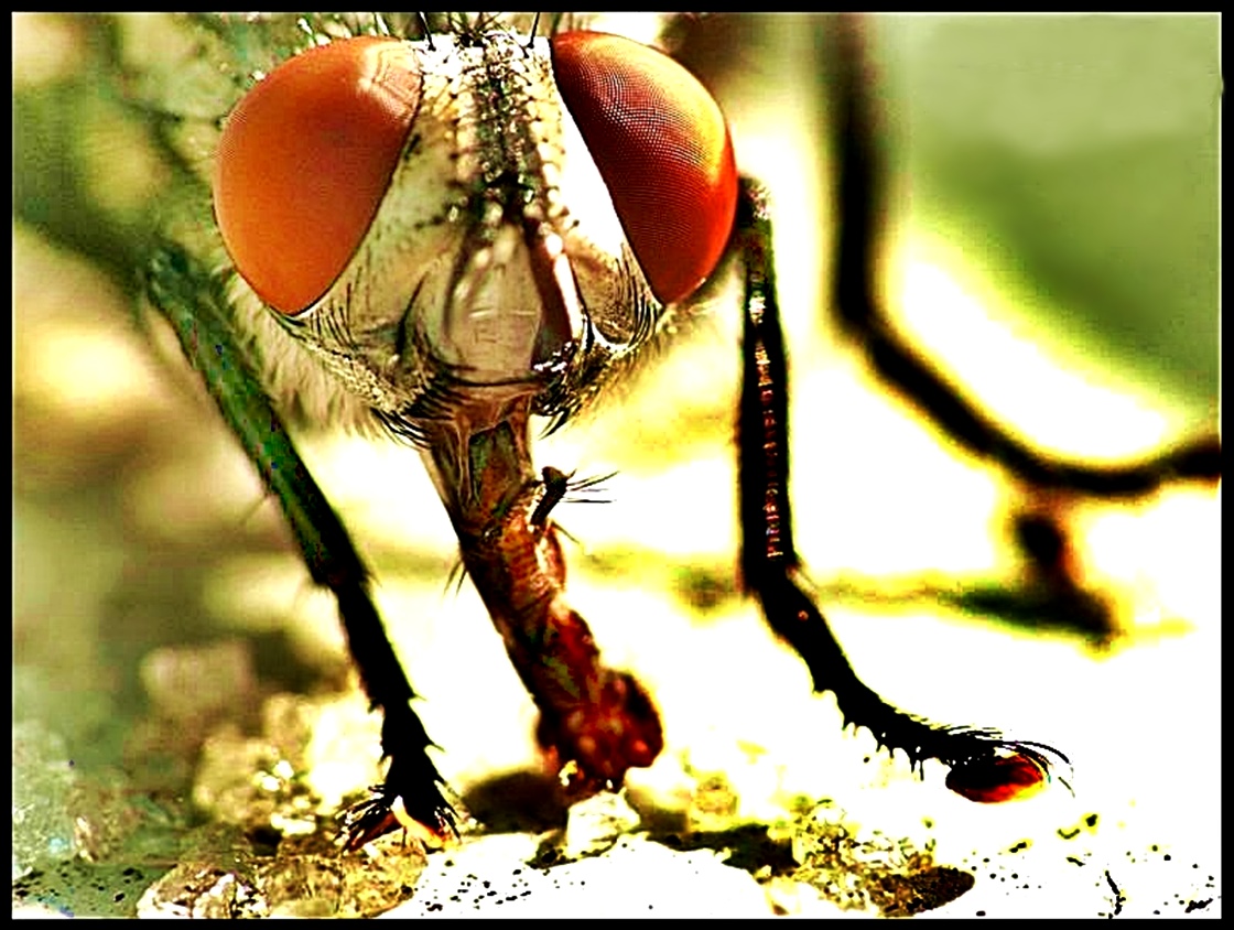 Close up of a fly, notice the insect on its snout.