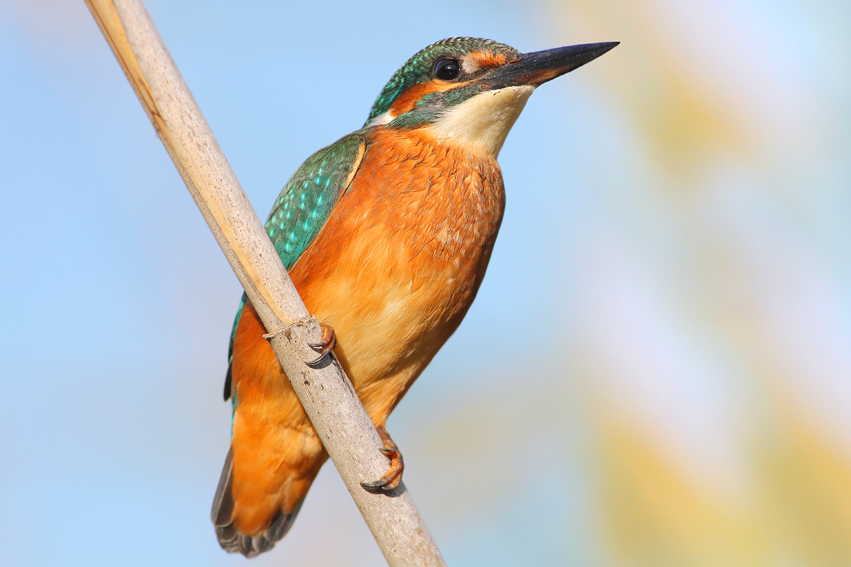 Kingfisher