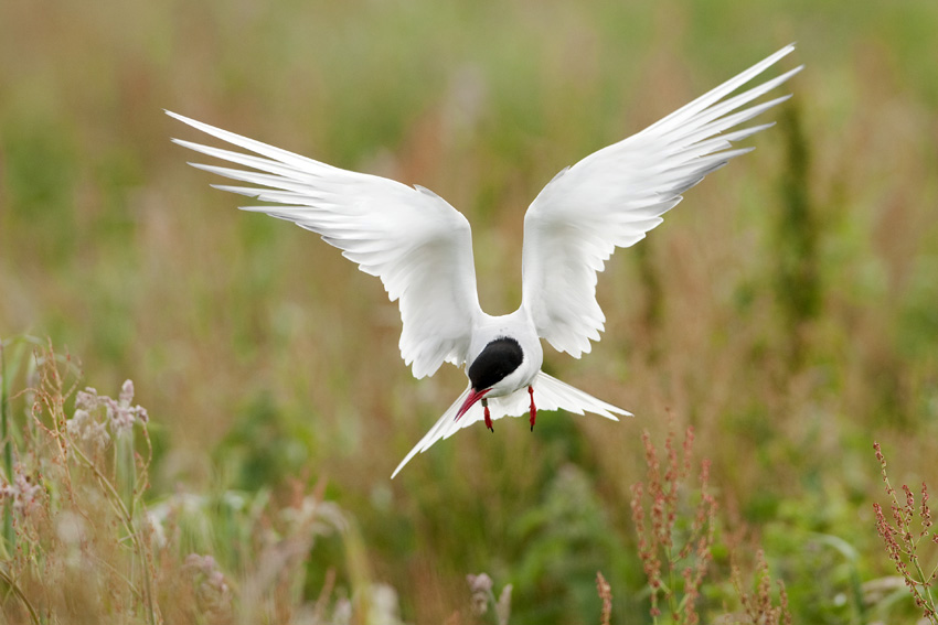 Arctic Tern (Arctic Tern)